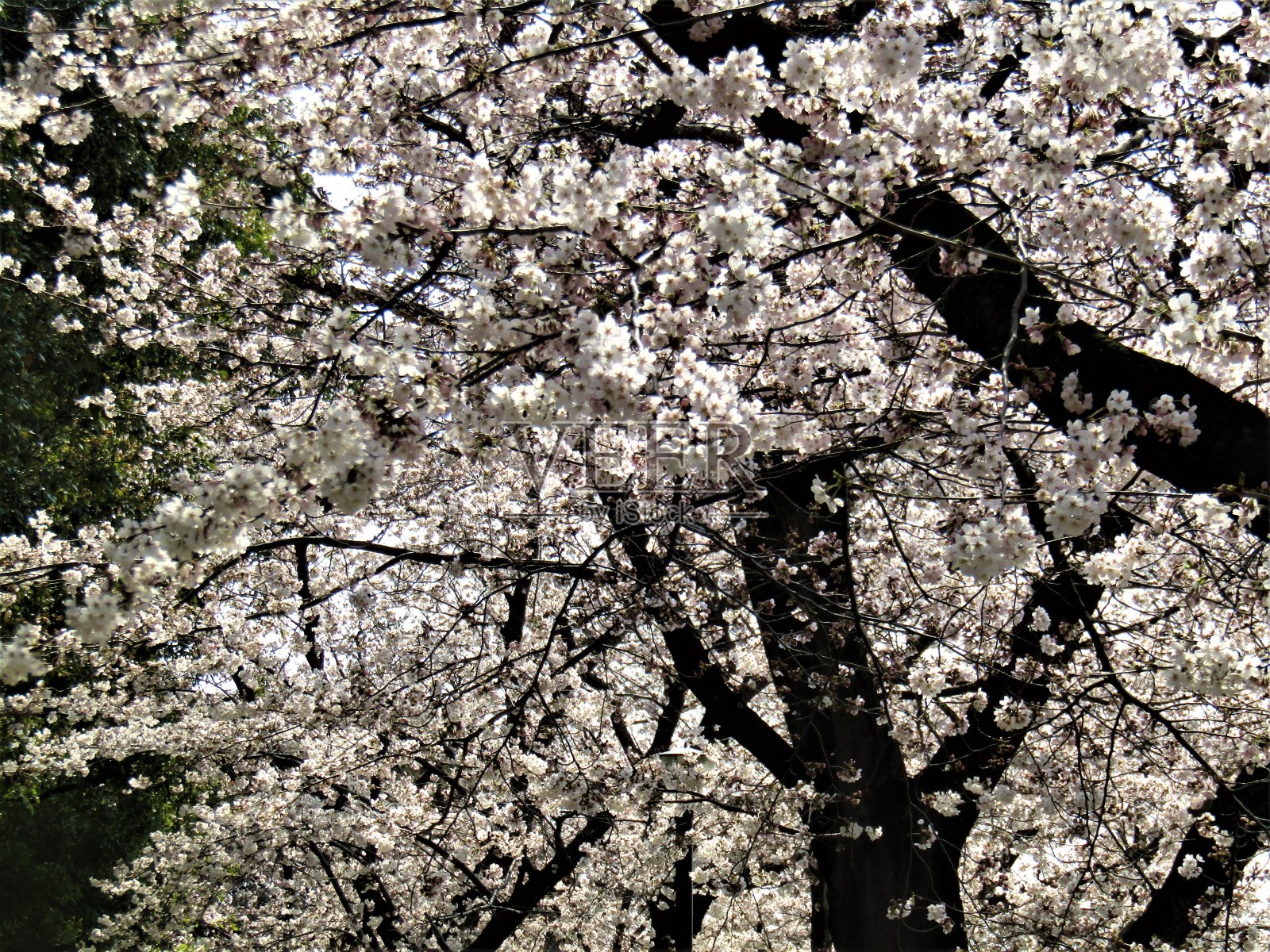 日本。3月。樱花。老樱花盛开。照片摄影图片