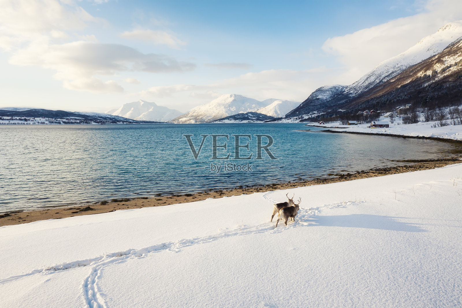 景观与鹿从空中。挪威的野生动物。冬季日落时的景色。北欧国家照片摄影图片
