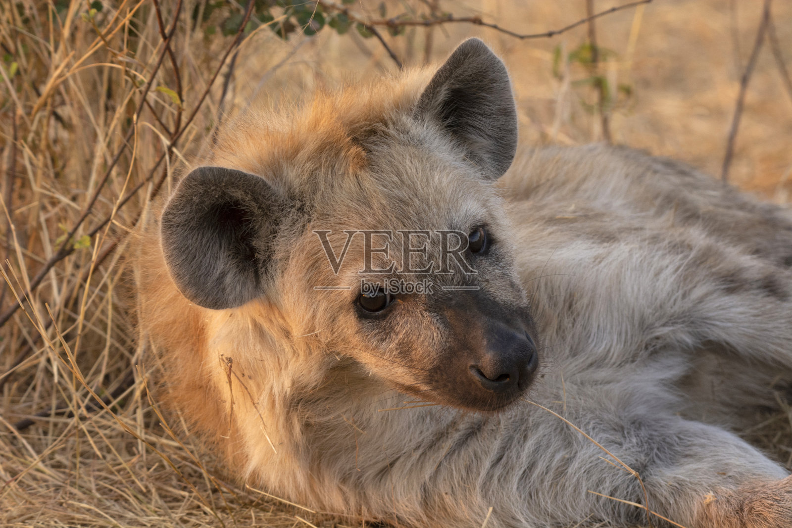 南非克鲁格国家公园，鬣狗，鳄鱼照片摄影图片