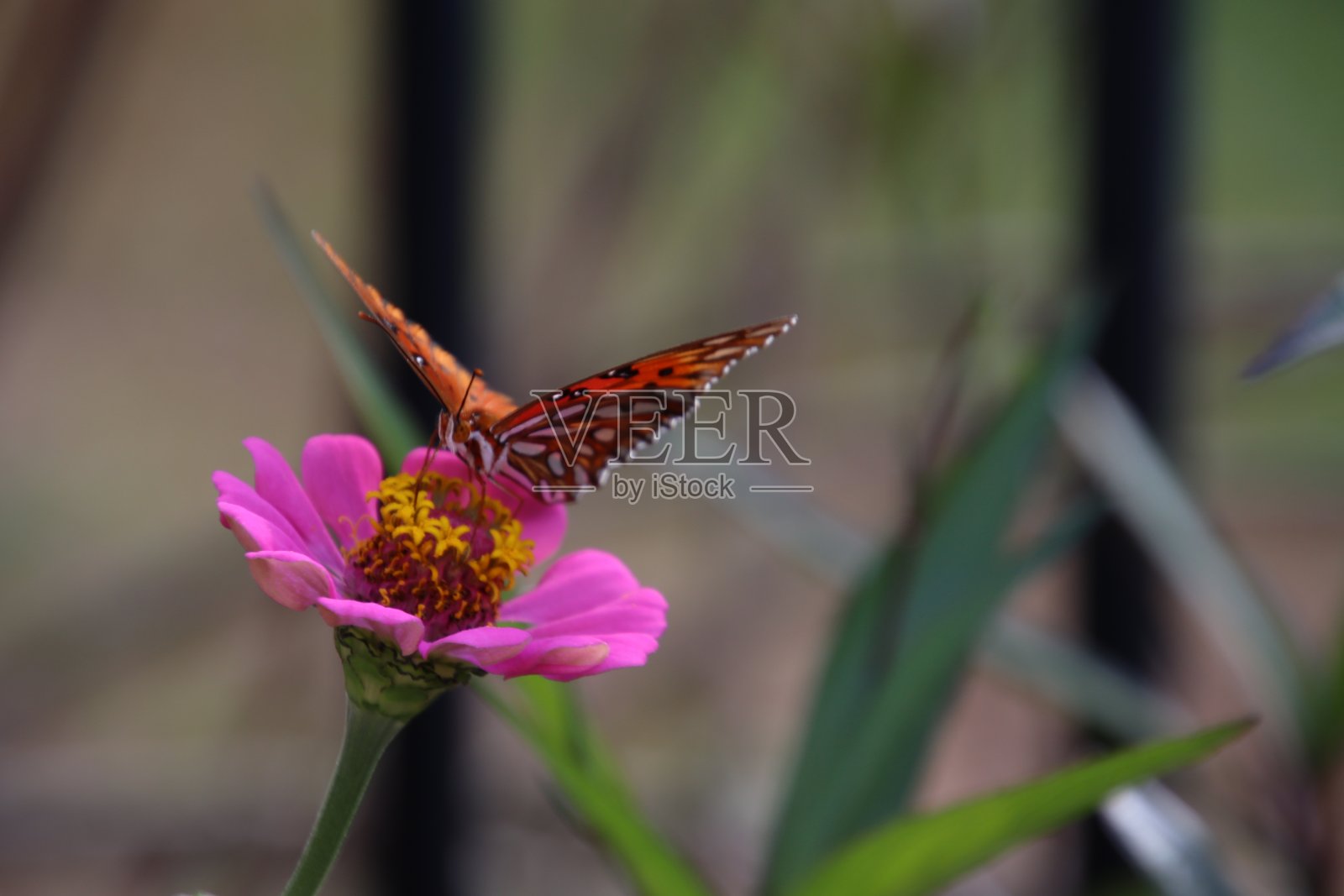 蝴蝶栖息在粉红色百日菊植物上。照片摄影图片