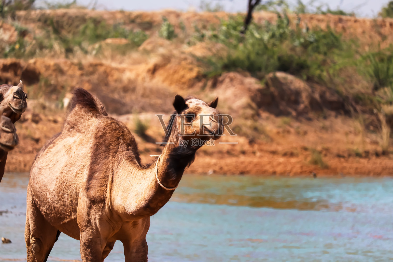 Pushkar Mela是世界上最大的骆驼展览会和重要的旅游景点之一。，骆驼群跑湖里的水，骆驼和水在沙漠照片摄影图片