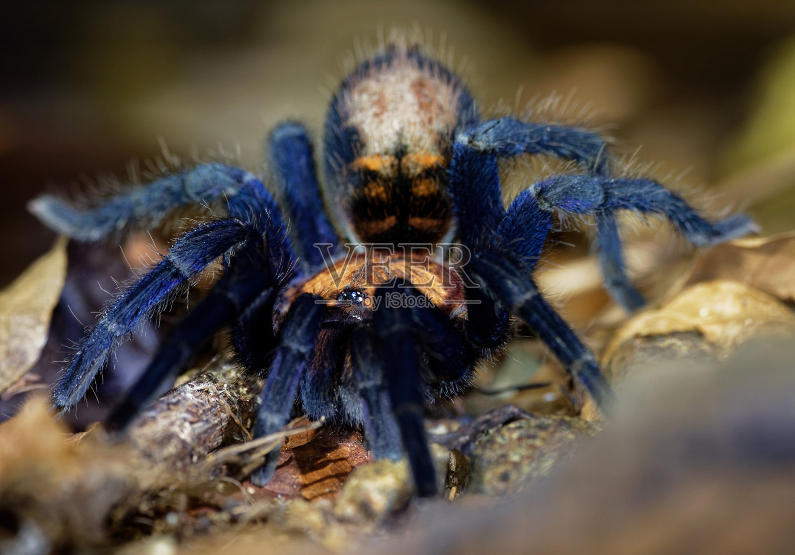 哥斯达黎加santtiger Tarantula - Davus ruficeps是狼蛛科(tarantulas)的一种蜘蛛，以前包括在中美洲哥斯达黎加的黑蓝大蜘蛛环胸骨中。照片摄影图片
