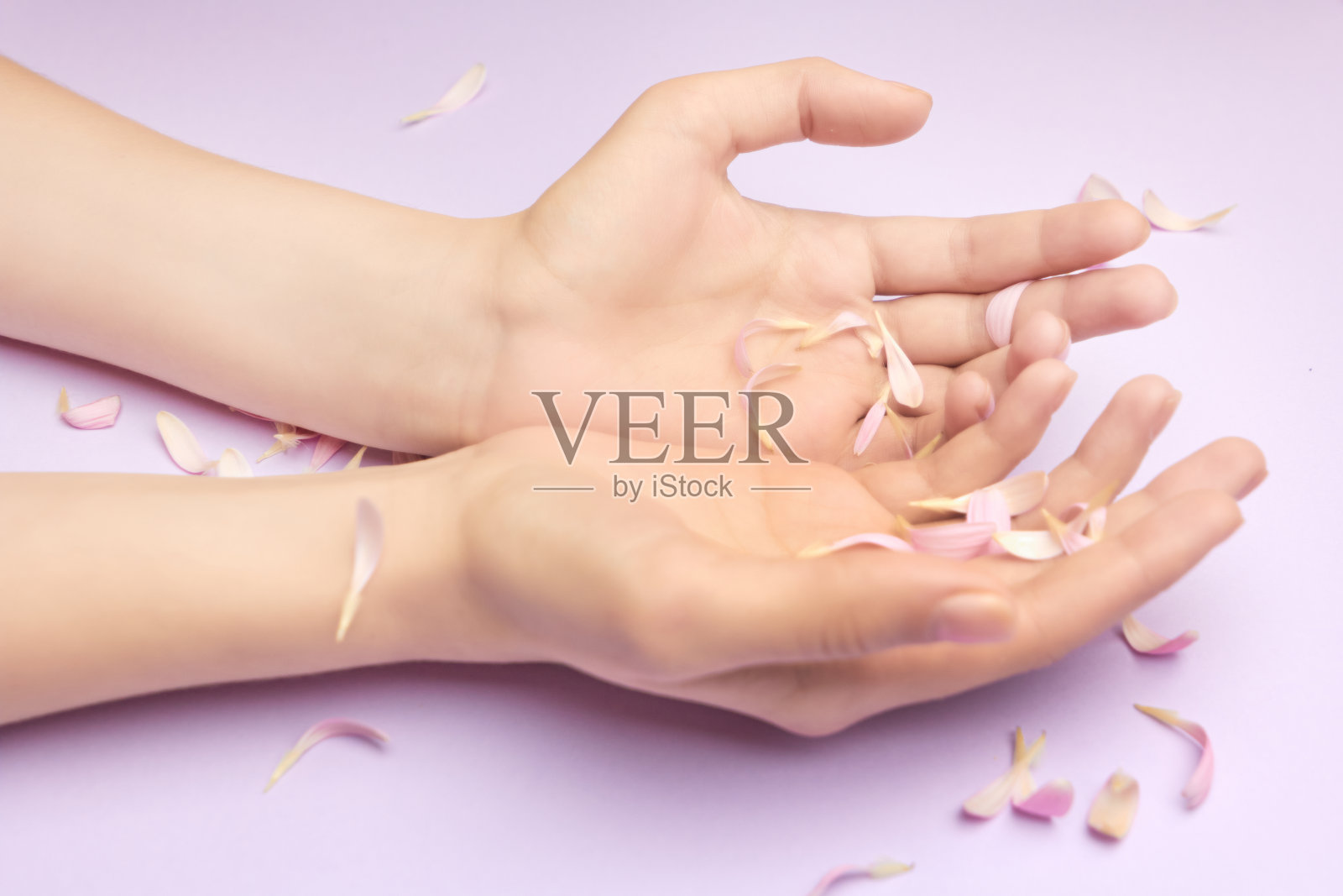 女人的手与亮粉色非洲菊花在一个紫色的背景。产品或护肤，天然花瓣化妆品，手部抗皱护理。照片摄影图片