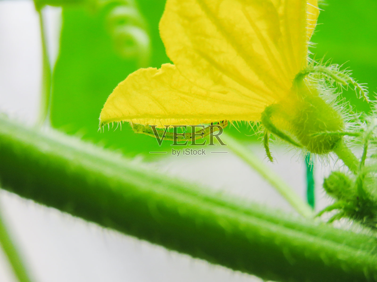 蝴蝶幼虫在黄色黄瓜花下翻来倒去地爬来爬去照片摄影图片