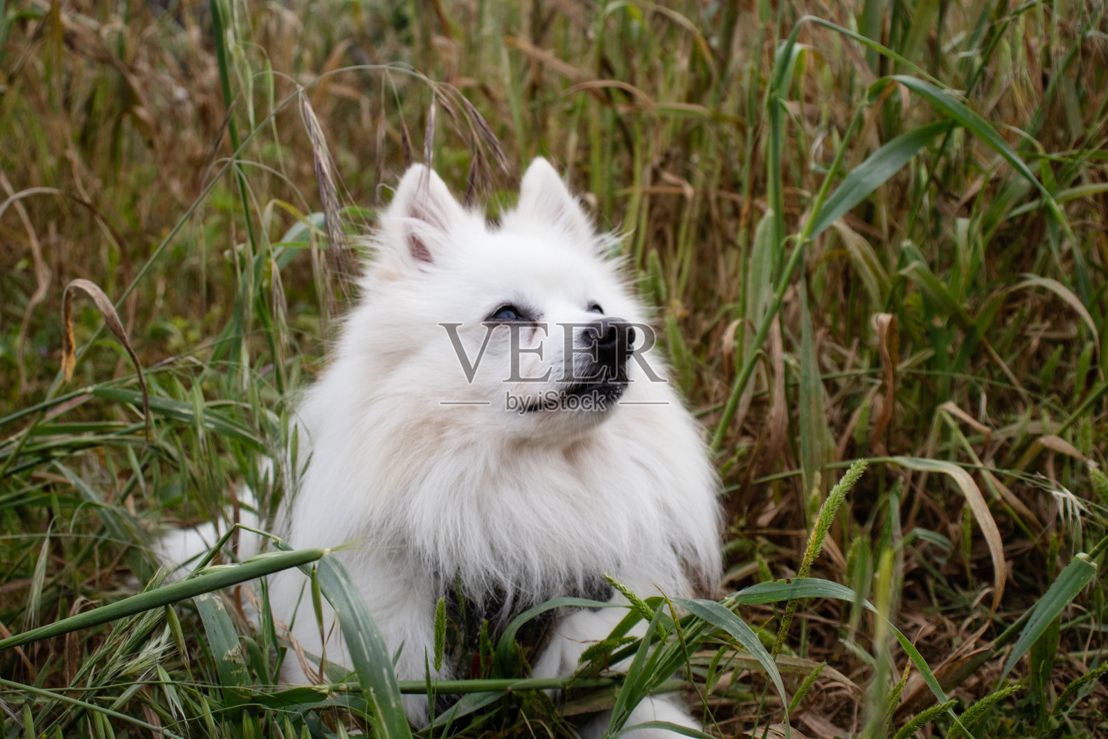 白色的狗躺在绿色的草地上在树林里照片摄影图片