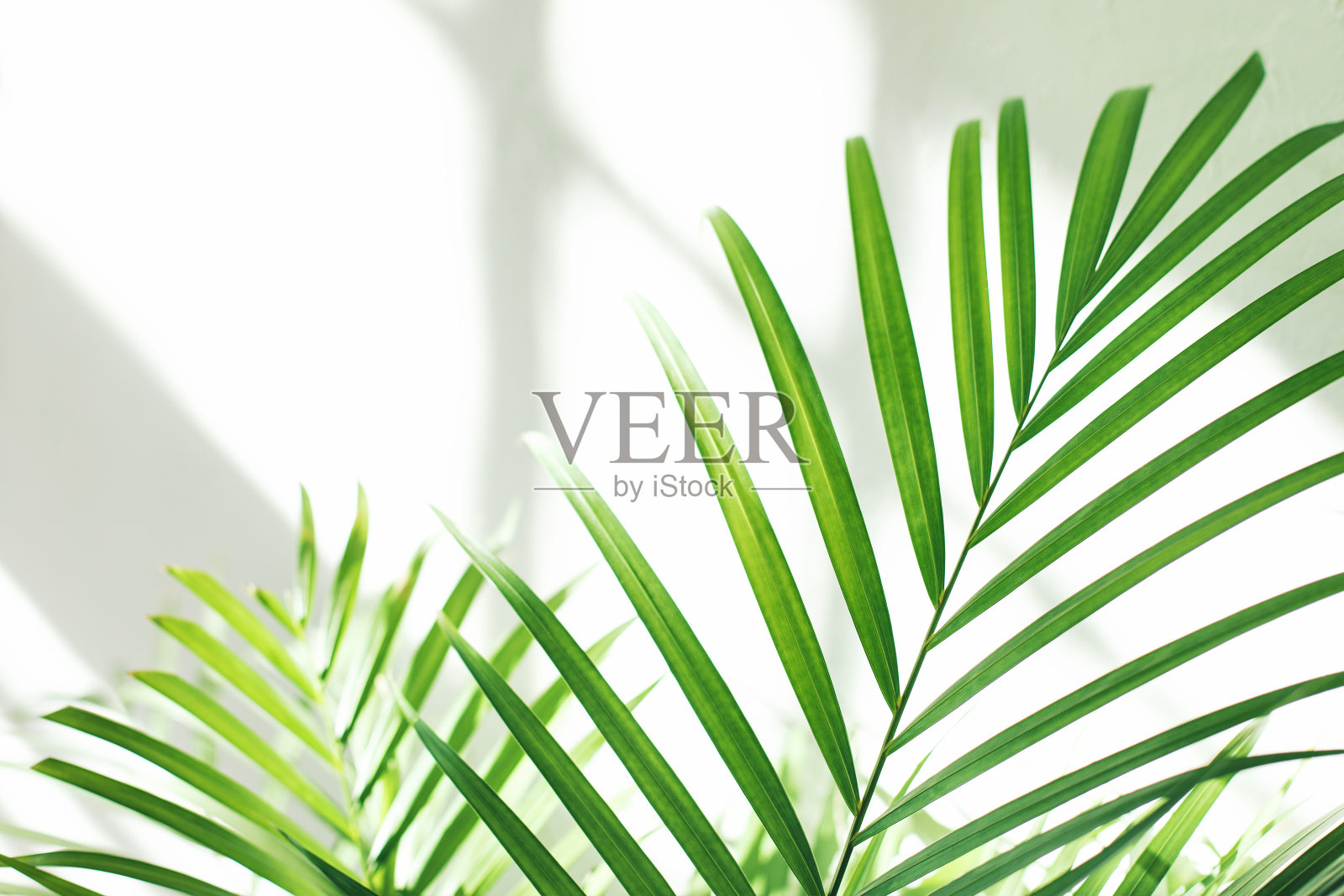 绿色新鲜的热带室内植物棕榈叶与窗户的阴影在白色的墙壁背景照片摄影图片