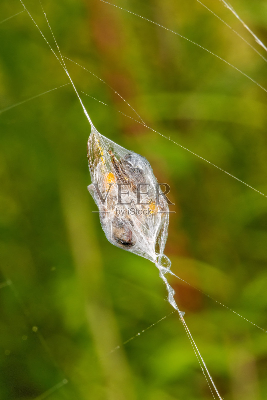 蜘蛛的猎物被蜘蛛网包裹着照片摄影图片