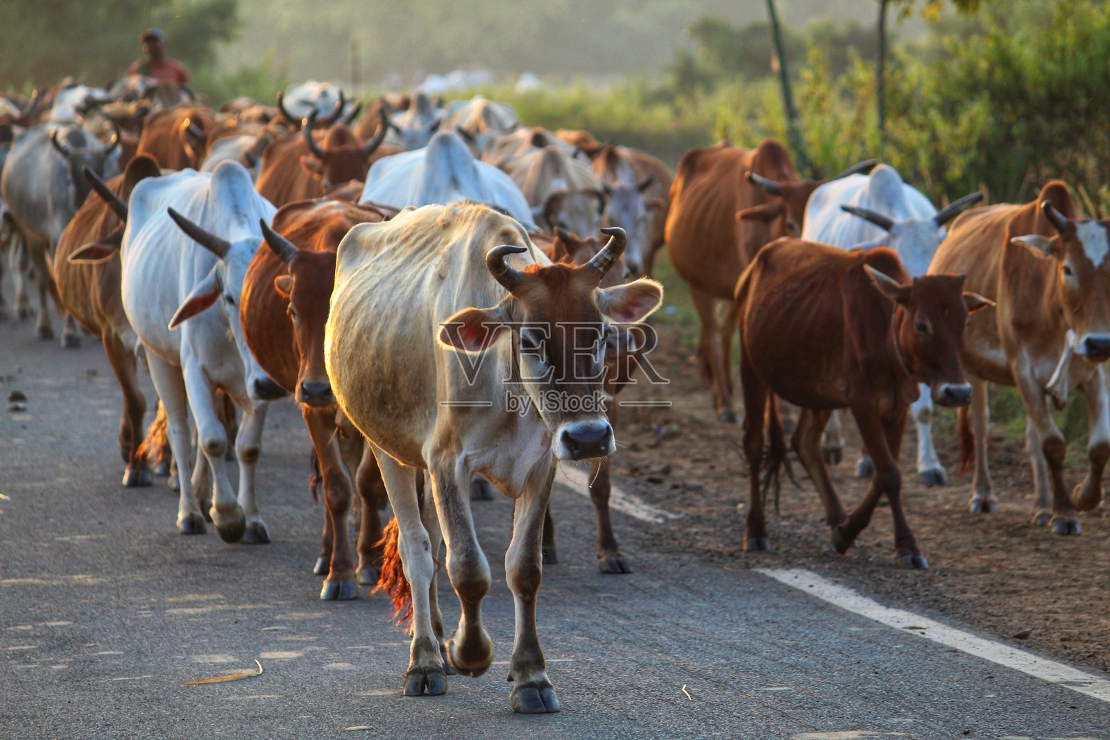 傍晚时分，一群奶牛回到自己的家，印度农村的景象照片摄影图片