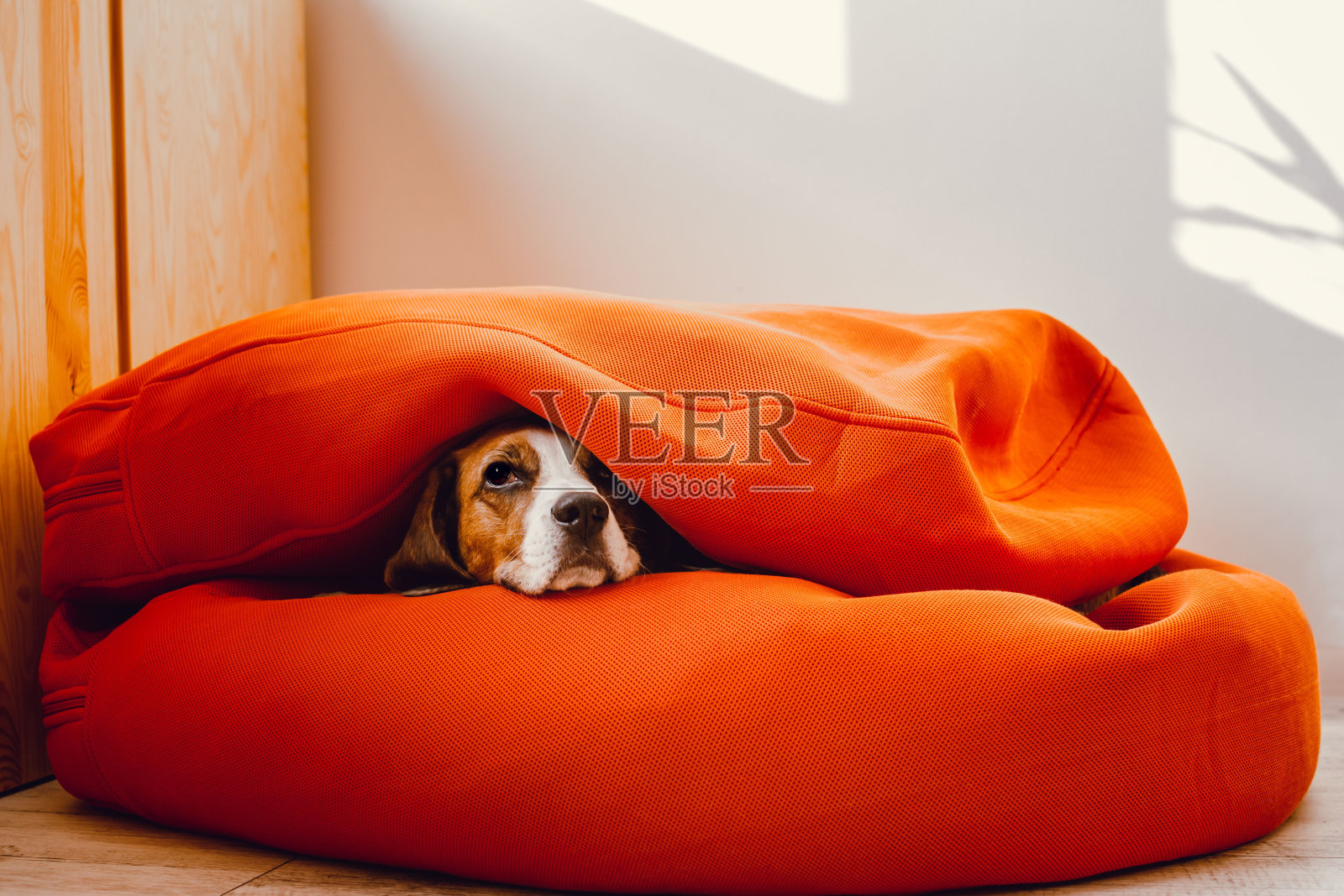 客厅里有一个橙色的豆袋大蒲团，受惊的小猎犬藏在人的家具里。照片摄影图片