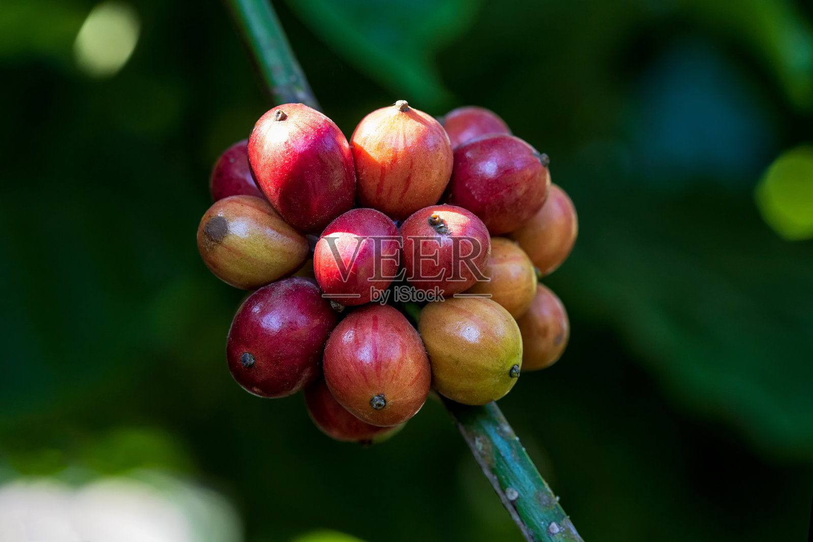 农场树上成熟的罗布斯塔咖啡豆照片摄影图片