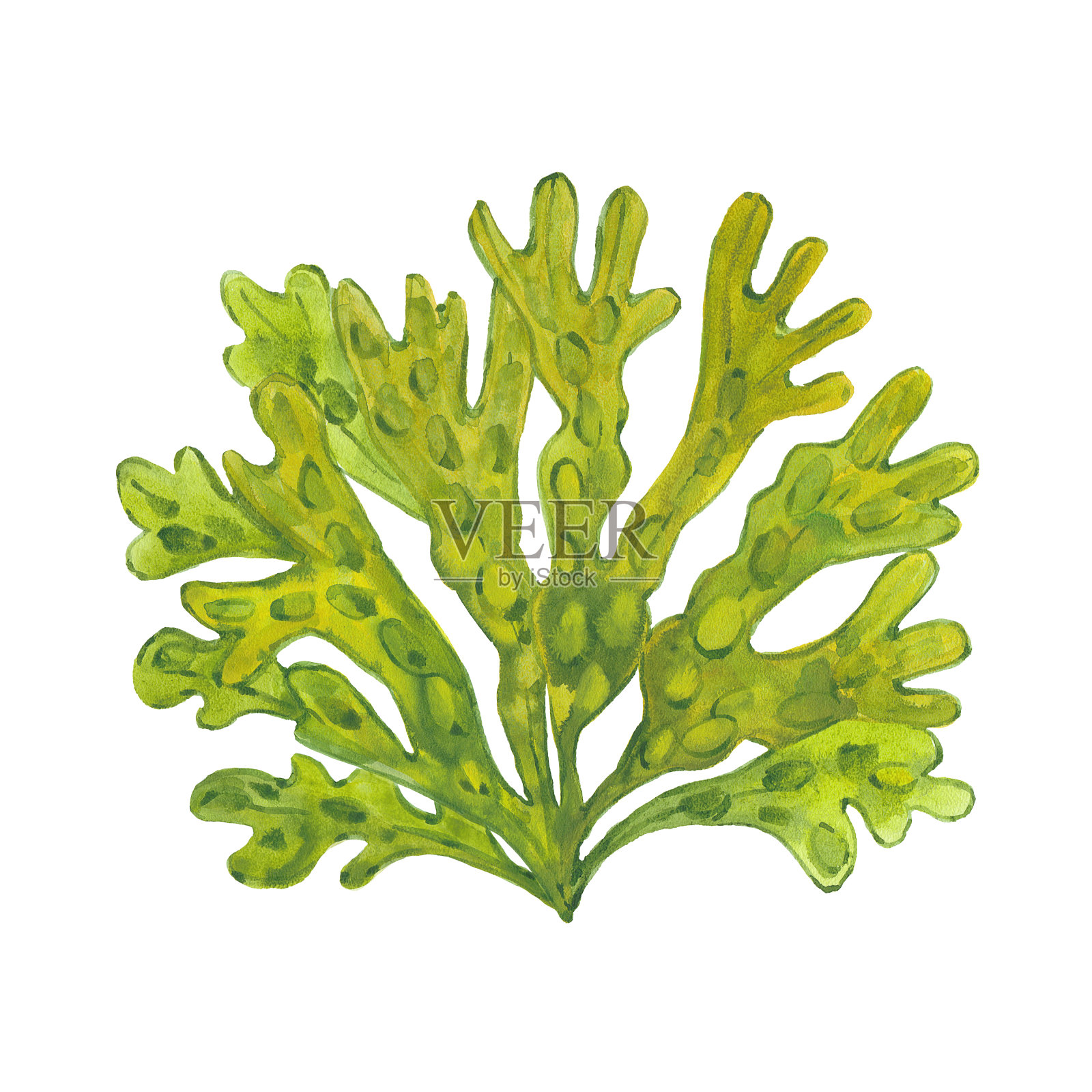 水彩海藻设计元素图片