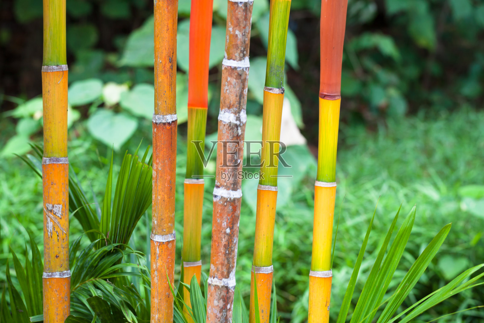 彩色的热带植物茎，自然背景照片摄影图片