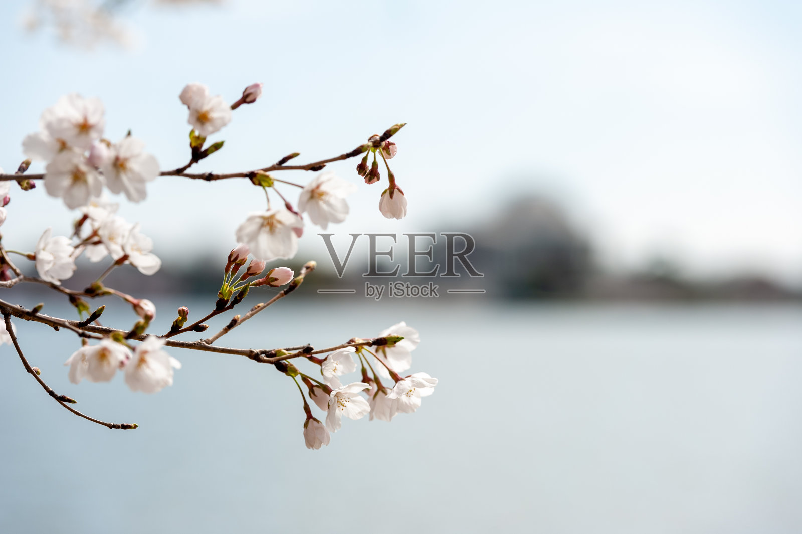 樱花盛开的华盛顿特区潮汐盆地照片摄影图片