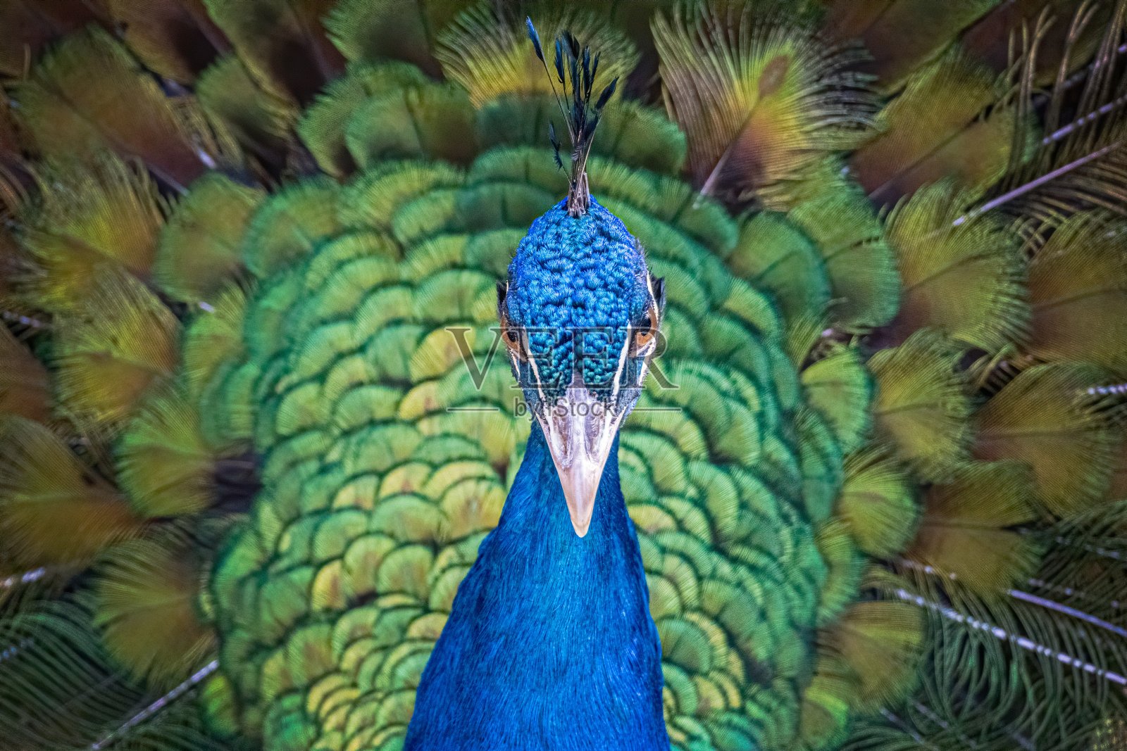 近距离观看孔雀鸟的头与美丽的绿色尾巴。照片摄影图片