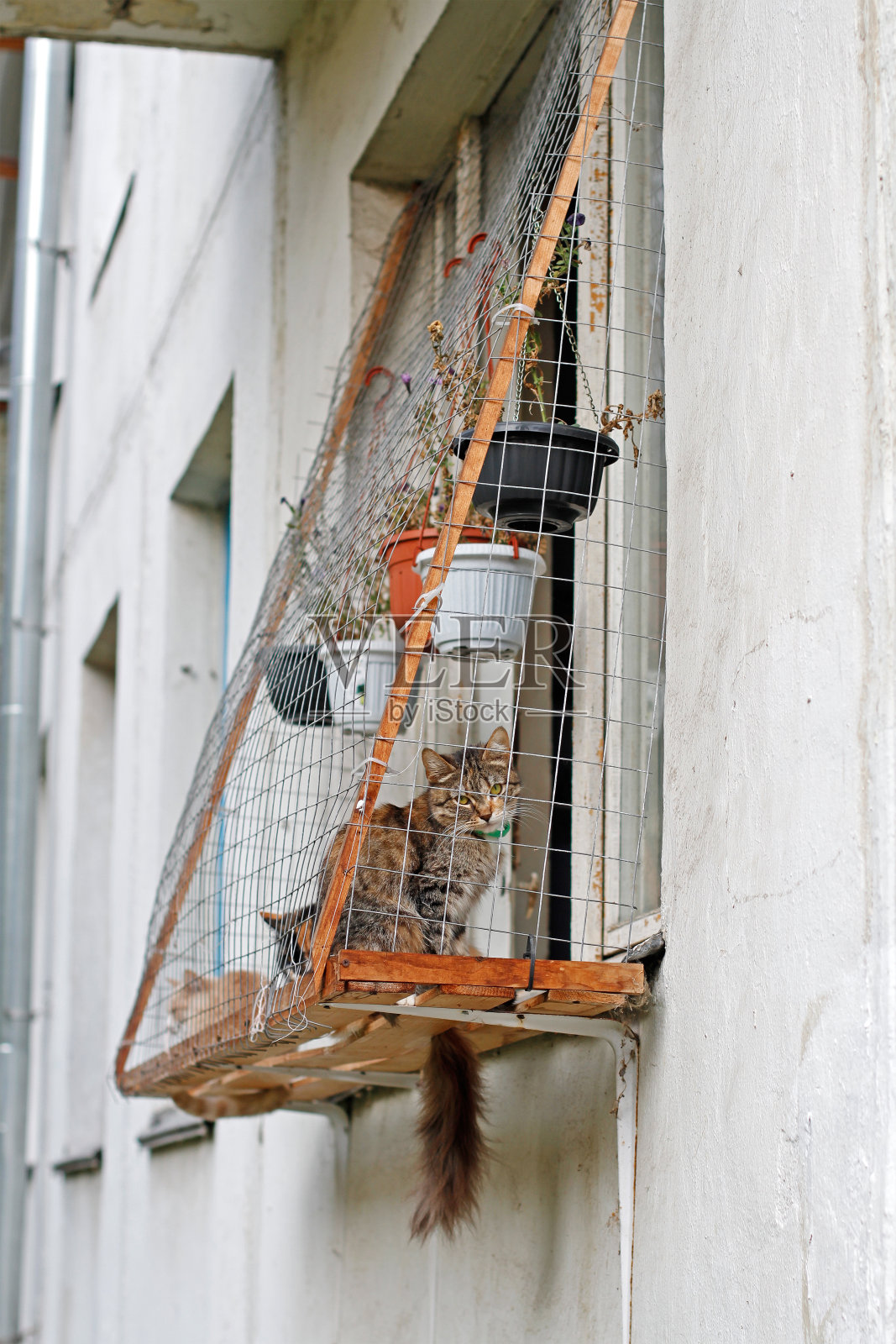 猫坐在窗外围窗，享受户外生活方式照片摄影图片