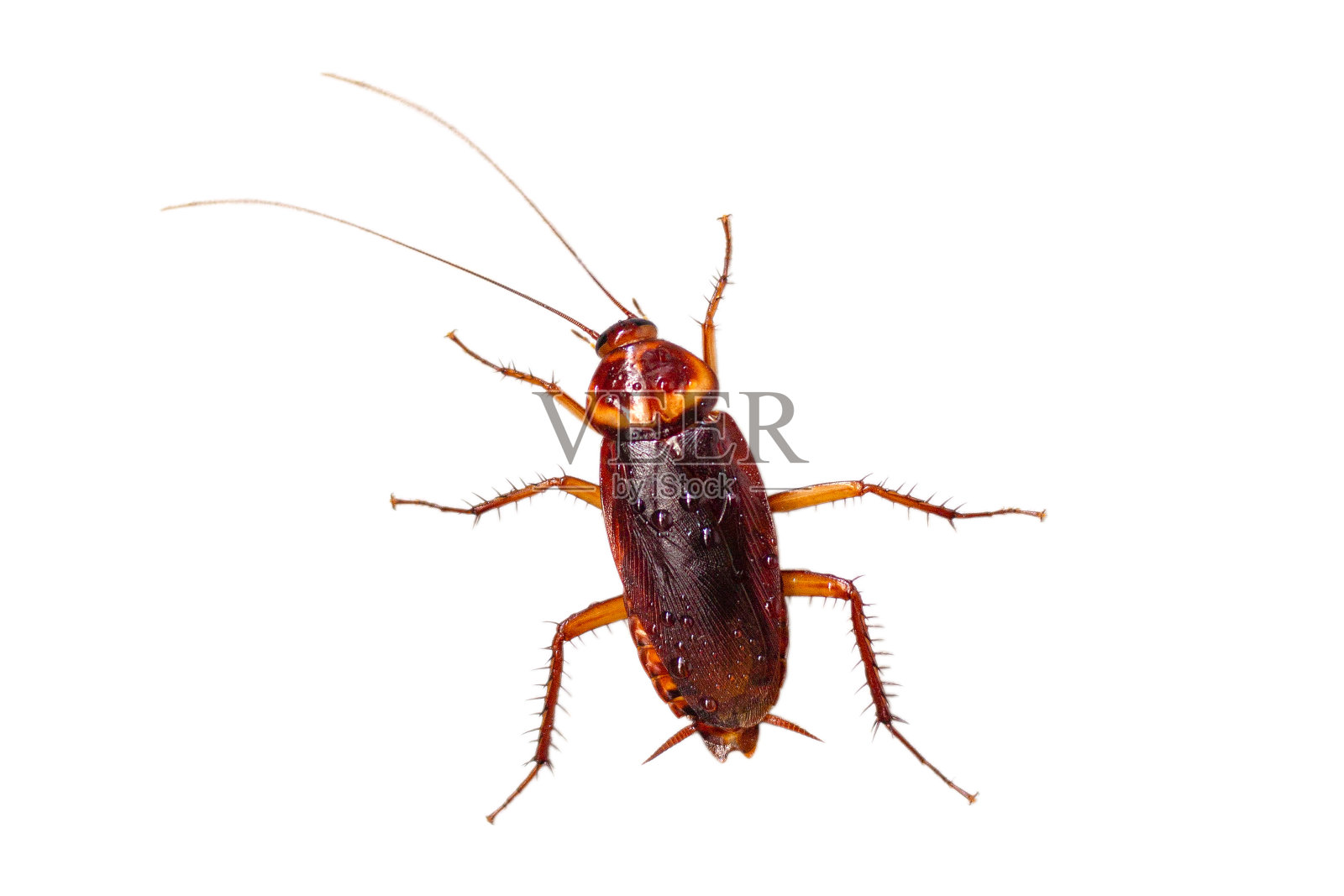 蟑螂在白色的背景上凝结在身体上。照片摄影图片