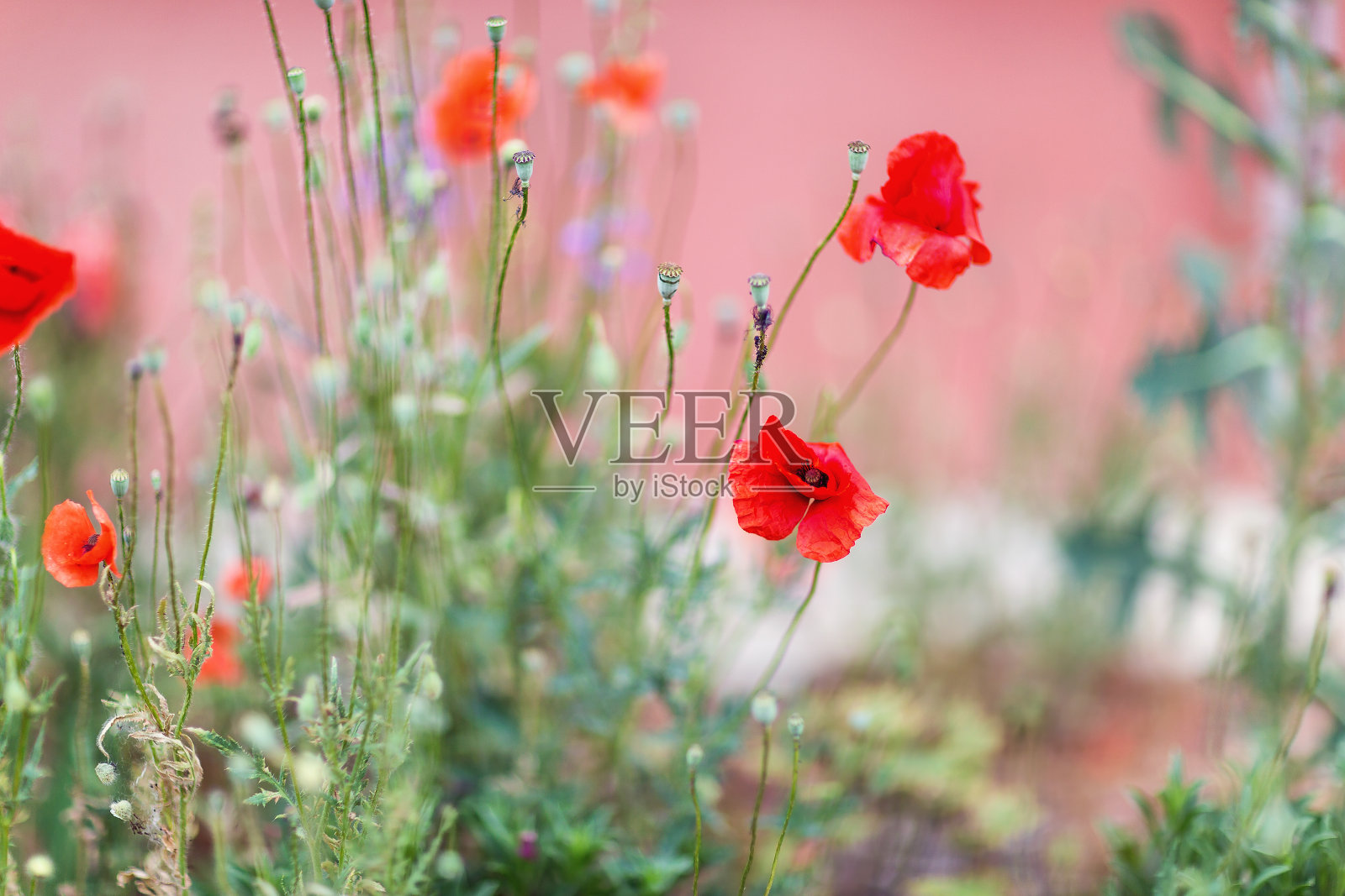 红色罂粟花背景照片摄影图片