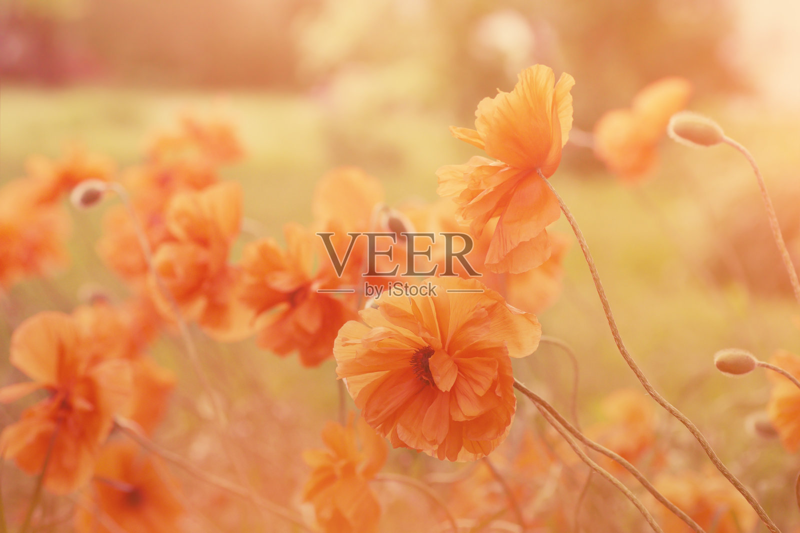 橙色的罂粟在阳光下，映出春天的花香。照片摄影图片