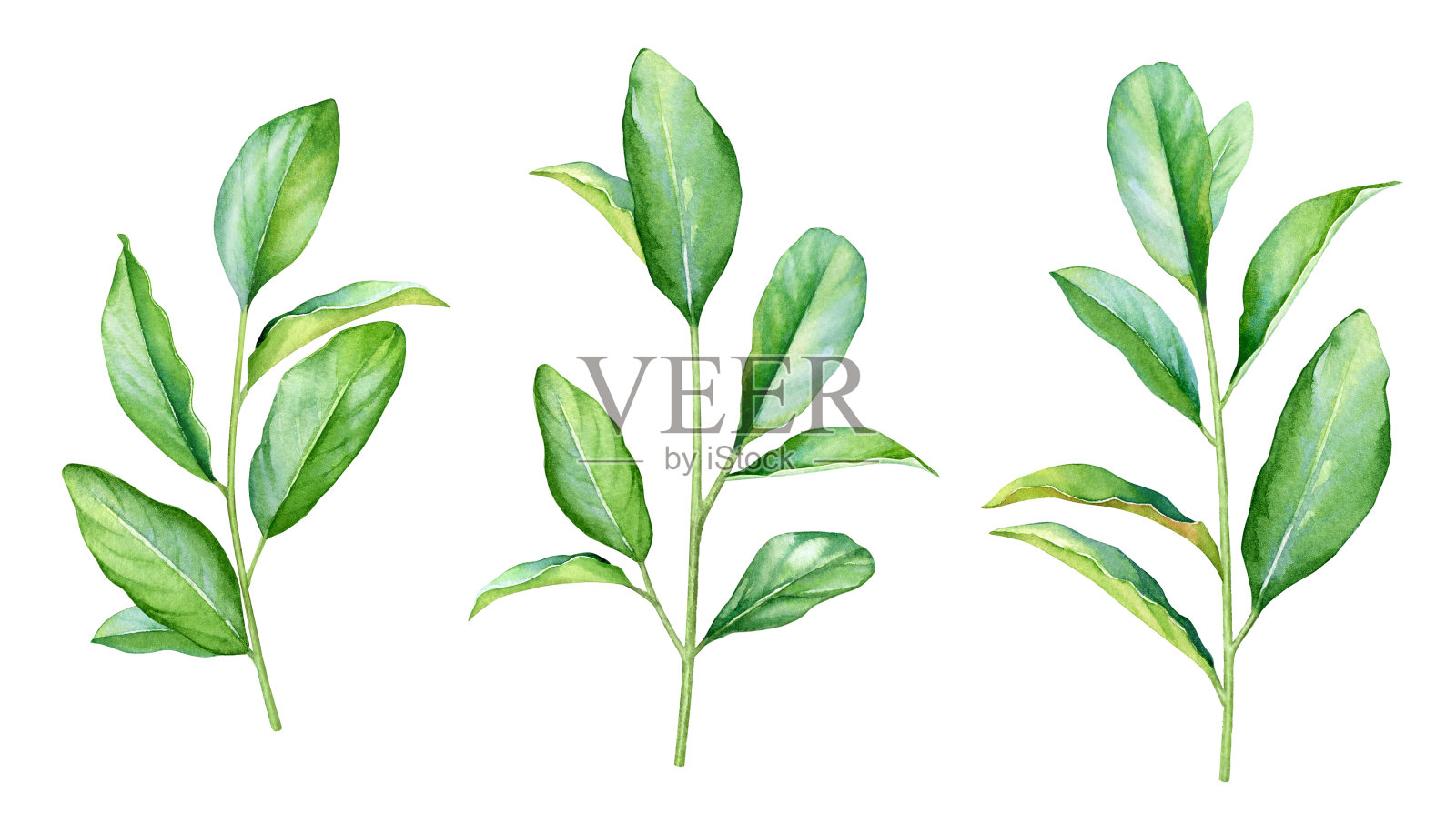 水彩画的树枝与绿色的叶子插画图片素材