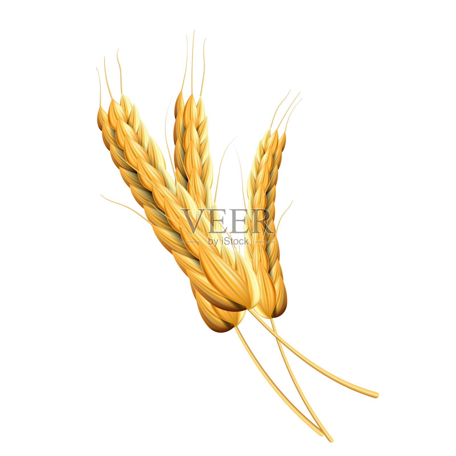 孤立的大麦穗背景。矢量插图设计。插画图片素材
