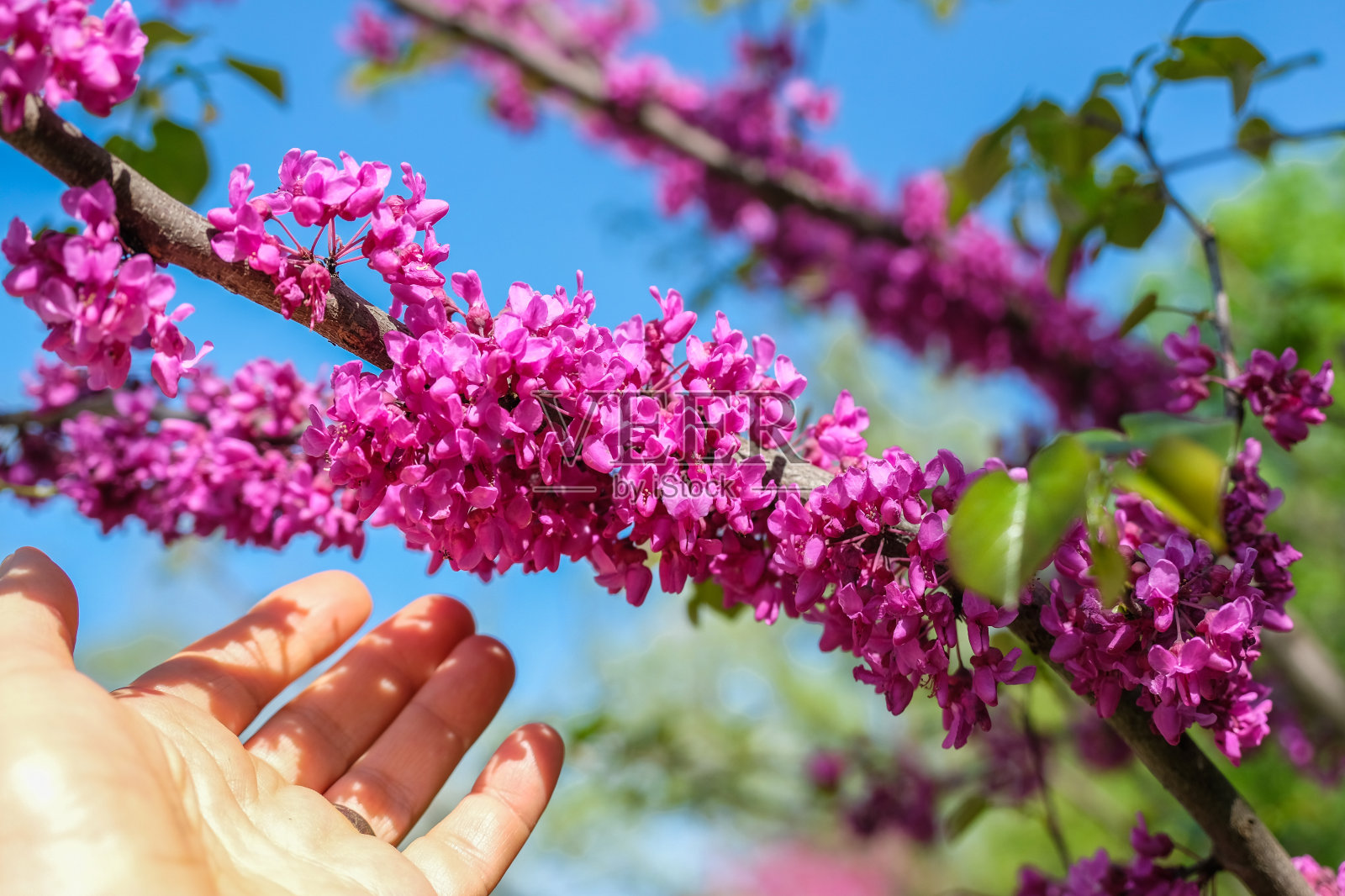 盛开的紫荆树花与女人的手照片摄影图片