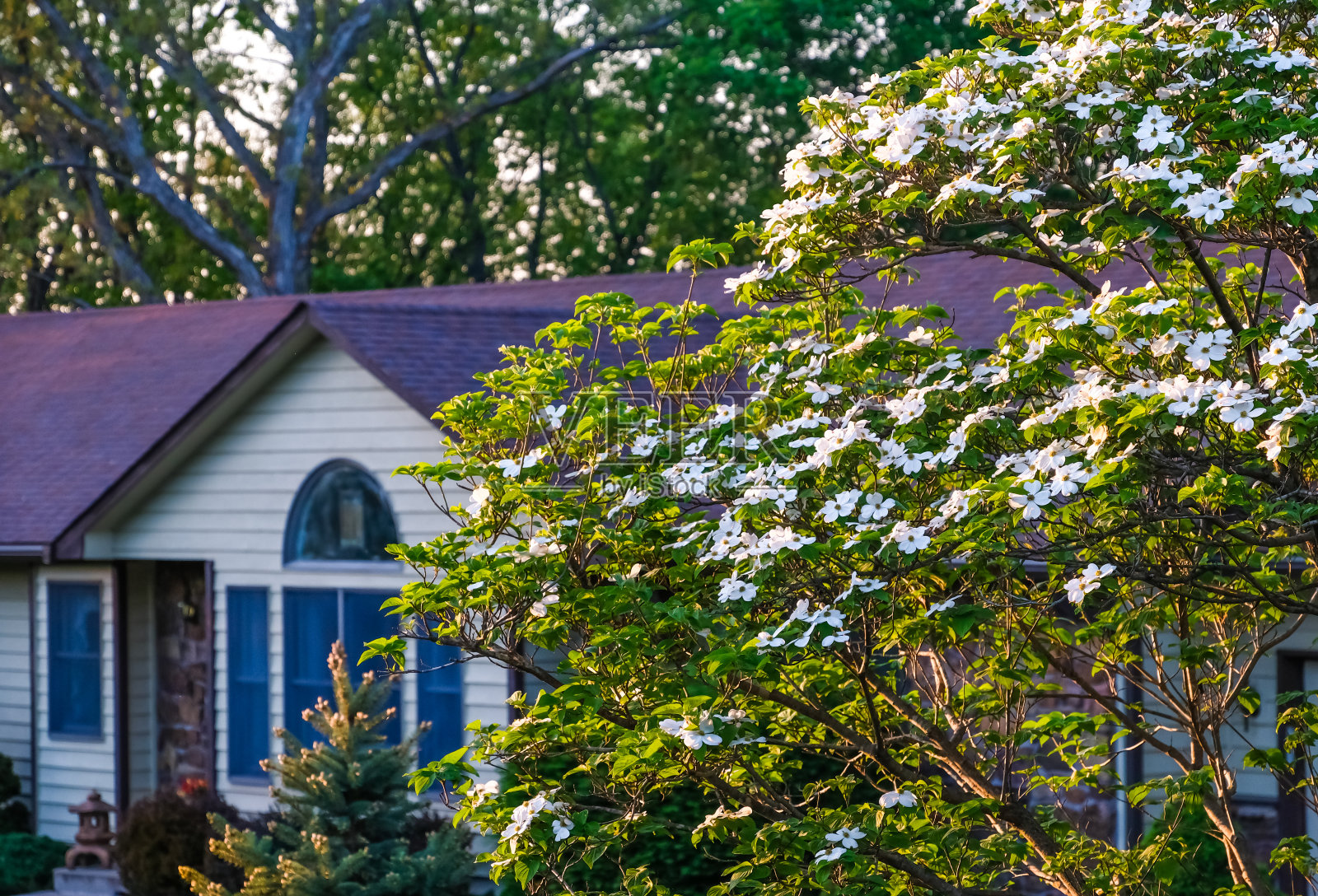 盛开的白色山茱萸树在日落;春天在密苏里州照片摄影图片