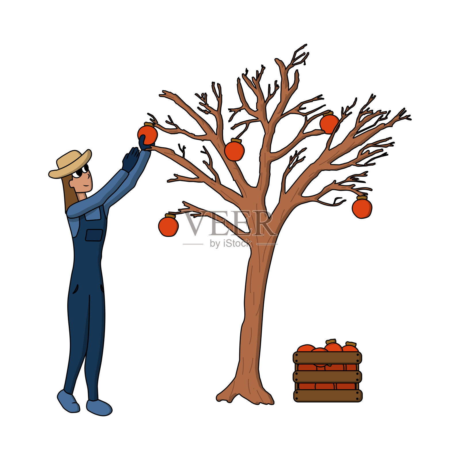 快乐的卡通农妇戴着帽子从树上摘柿子，放进盒子里，在农场里干活。矢量图设计元素图片