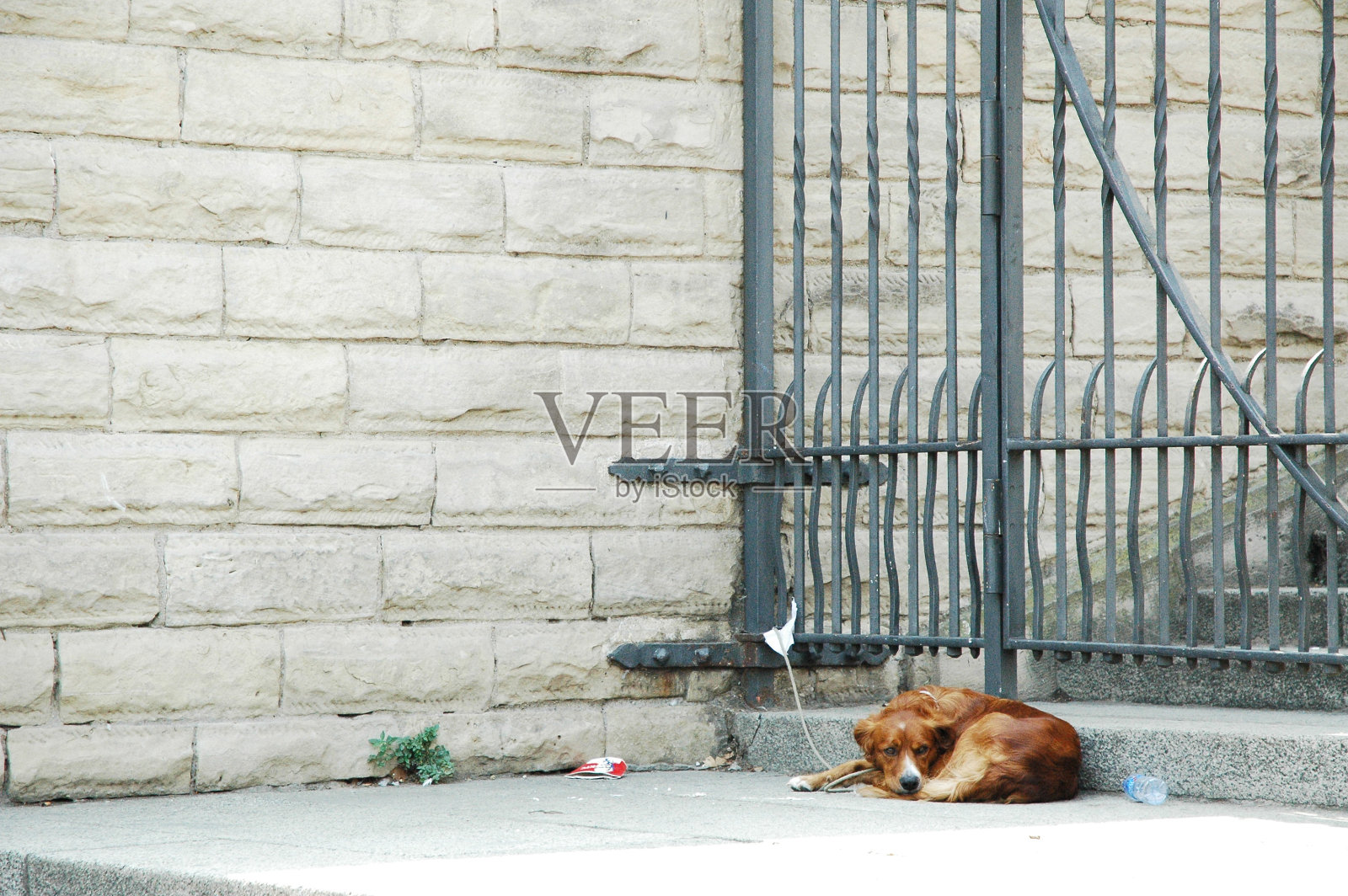 用绳子拴在街上的狗照片摄影图片
