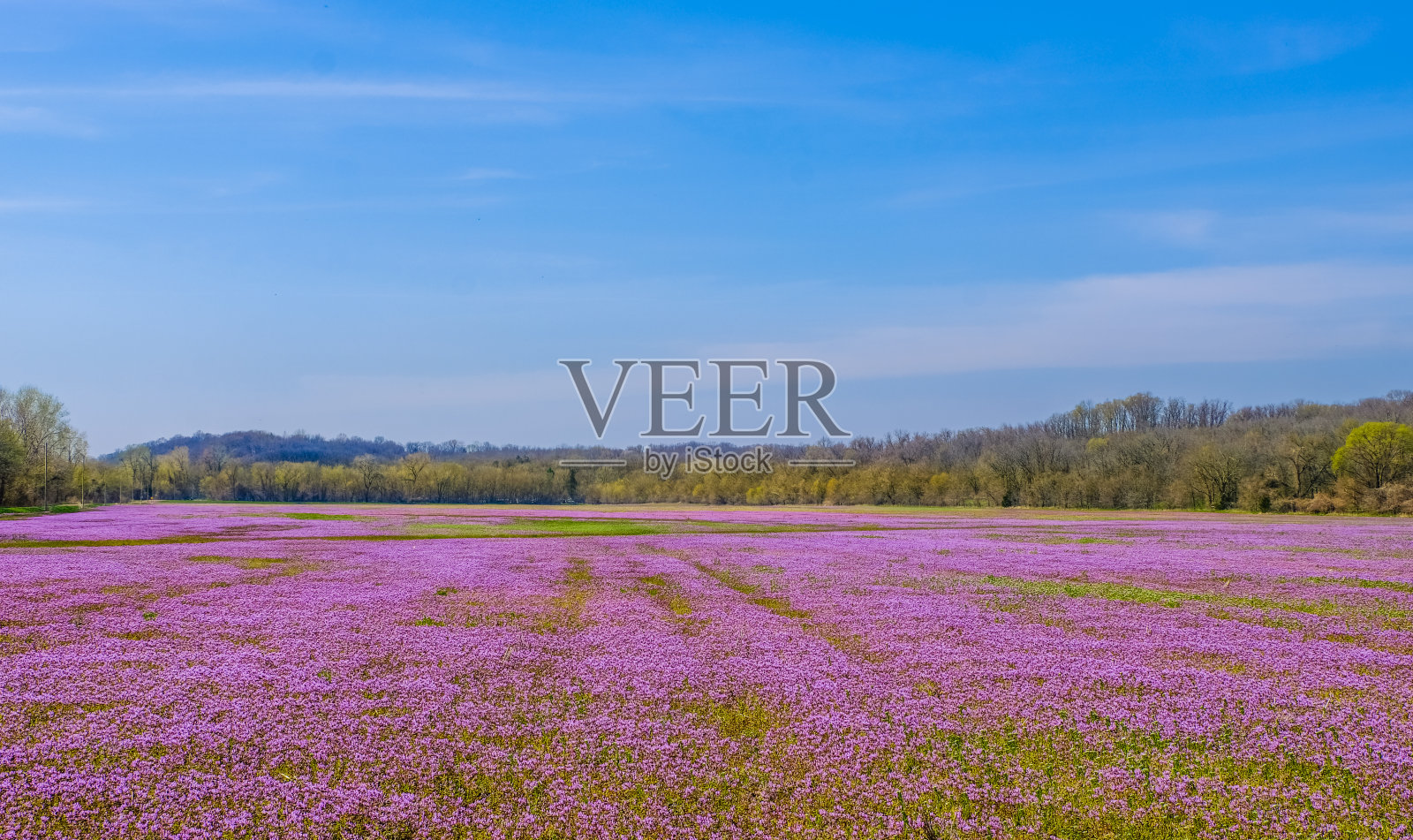 美丽的田野，紫色的野花和远处的树林作为背景照片摄影图片