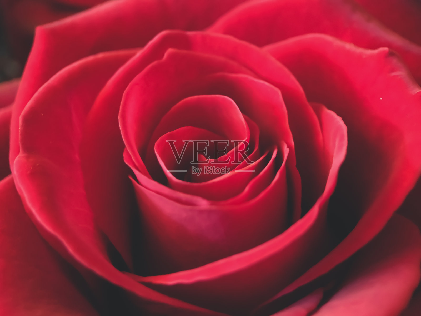 一个红色玫瑰花的特写，花的背景。用于装饰、包装。照片摄影图片