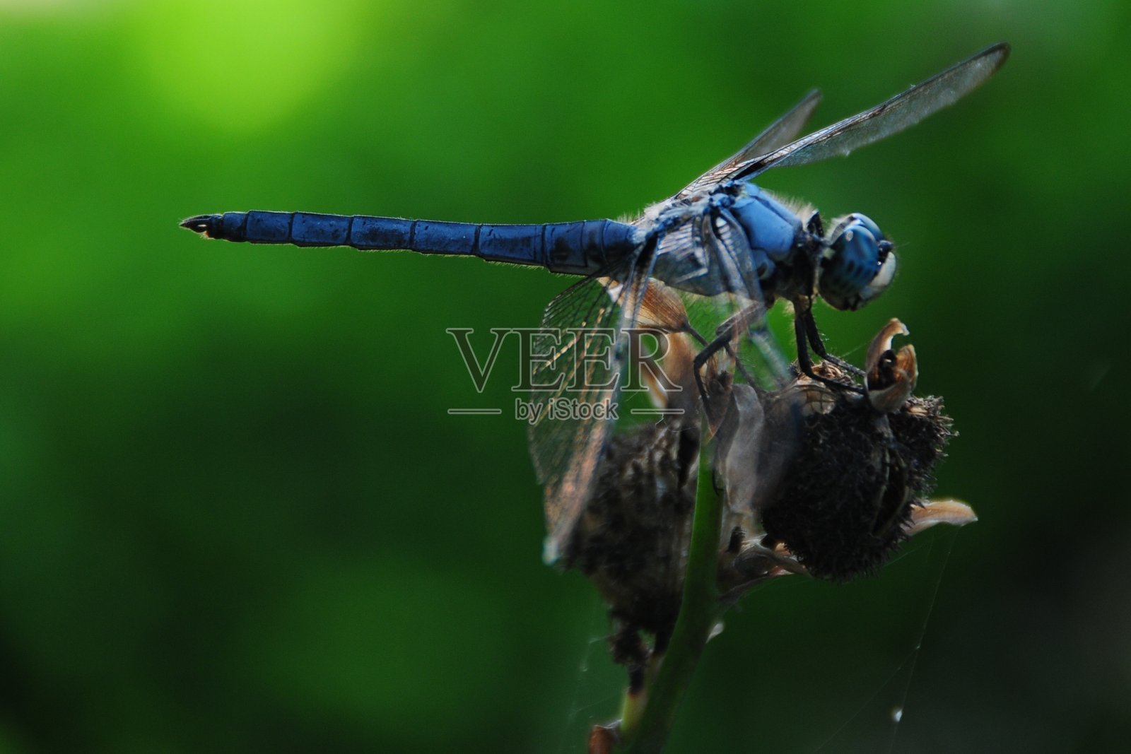 蜻蜓特写，路易斯安那州，美国照片摄影图片