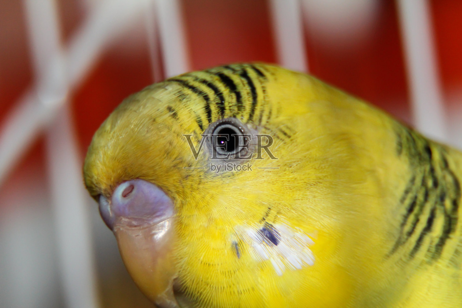 黄色虎皮鹦鹉的头靠近了照片摄影图片