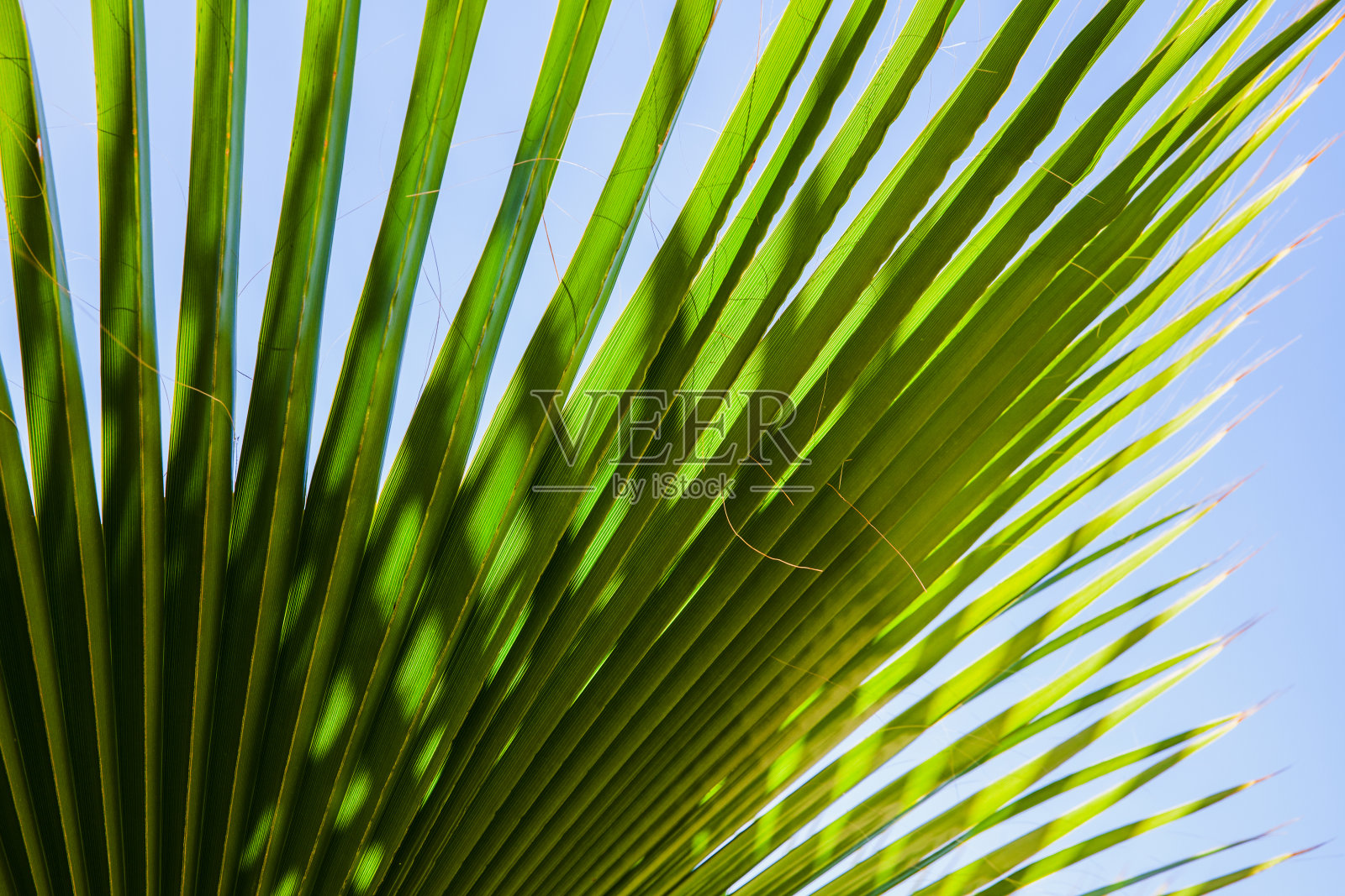 蓝天下的棕榈树叶子照片摄影图片