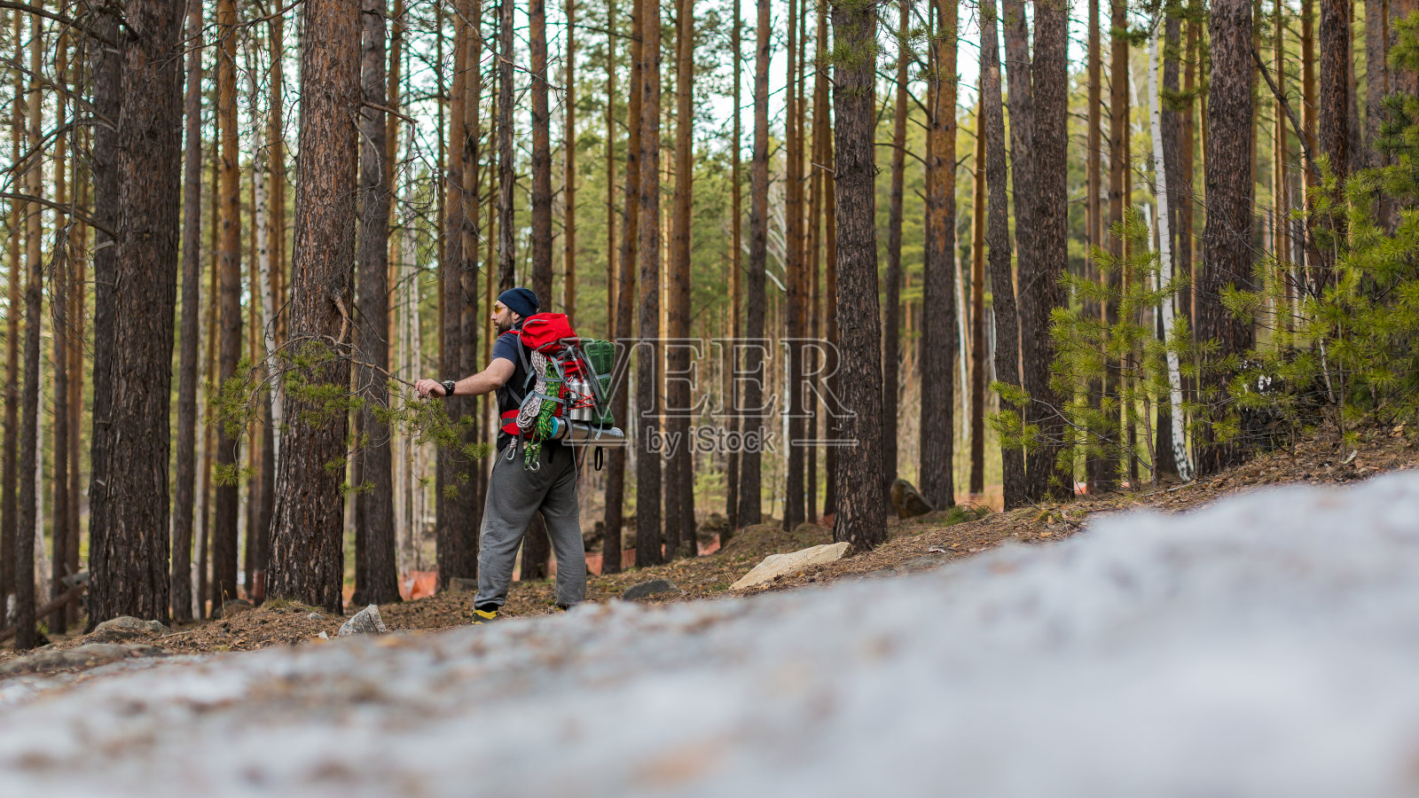 在针叶林里背着背包的徒步旅行者。后视图。照片摄影图片