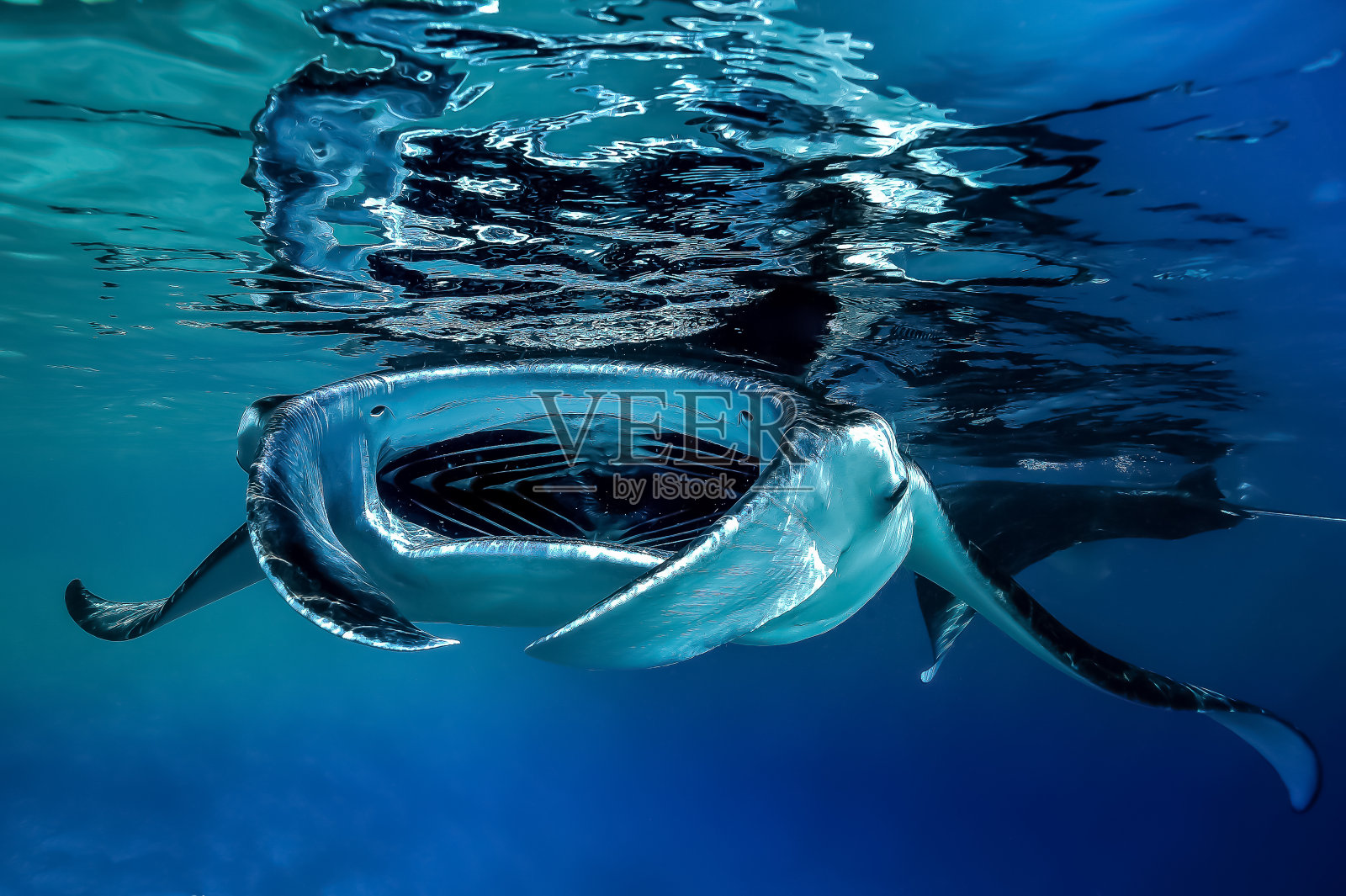 巨型海洋蝠鲼(Mobula birostris)照片摄影图片