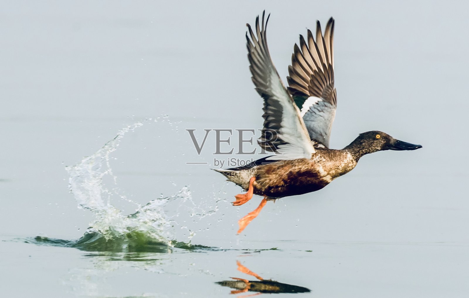 印度，马哈拉施特拉邦，浦那，Bhigwan鸟类保护区，北铲鸭(spatula clypeata)从水中起飞照片摄影图片