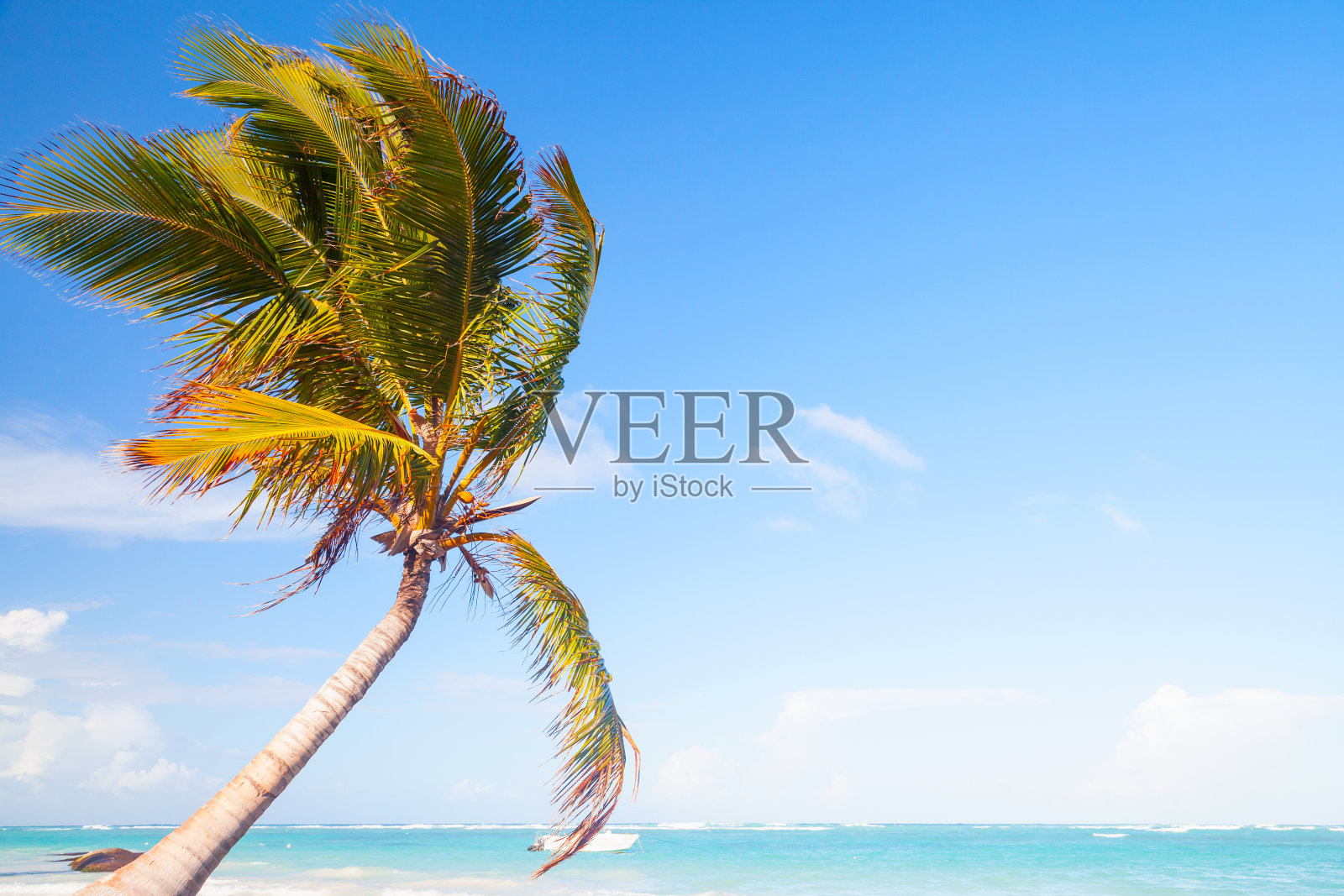 椰子树生长在白色的沙滩上照片摄影图片