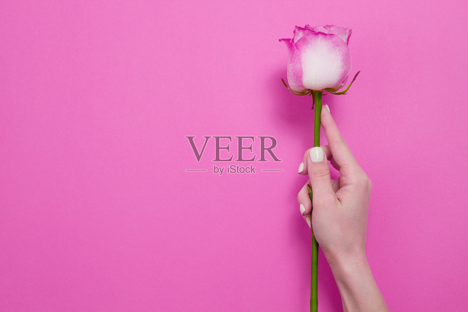女子手牵粉红玫瑰孤立。母亲和妇女的节日。夏天和春天是鲜花盛开的季节。创意花卉艺术的博客与复制空间和模拟的背景。俯视图照片摄影图片