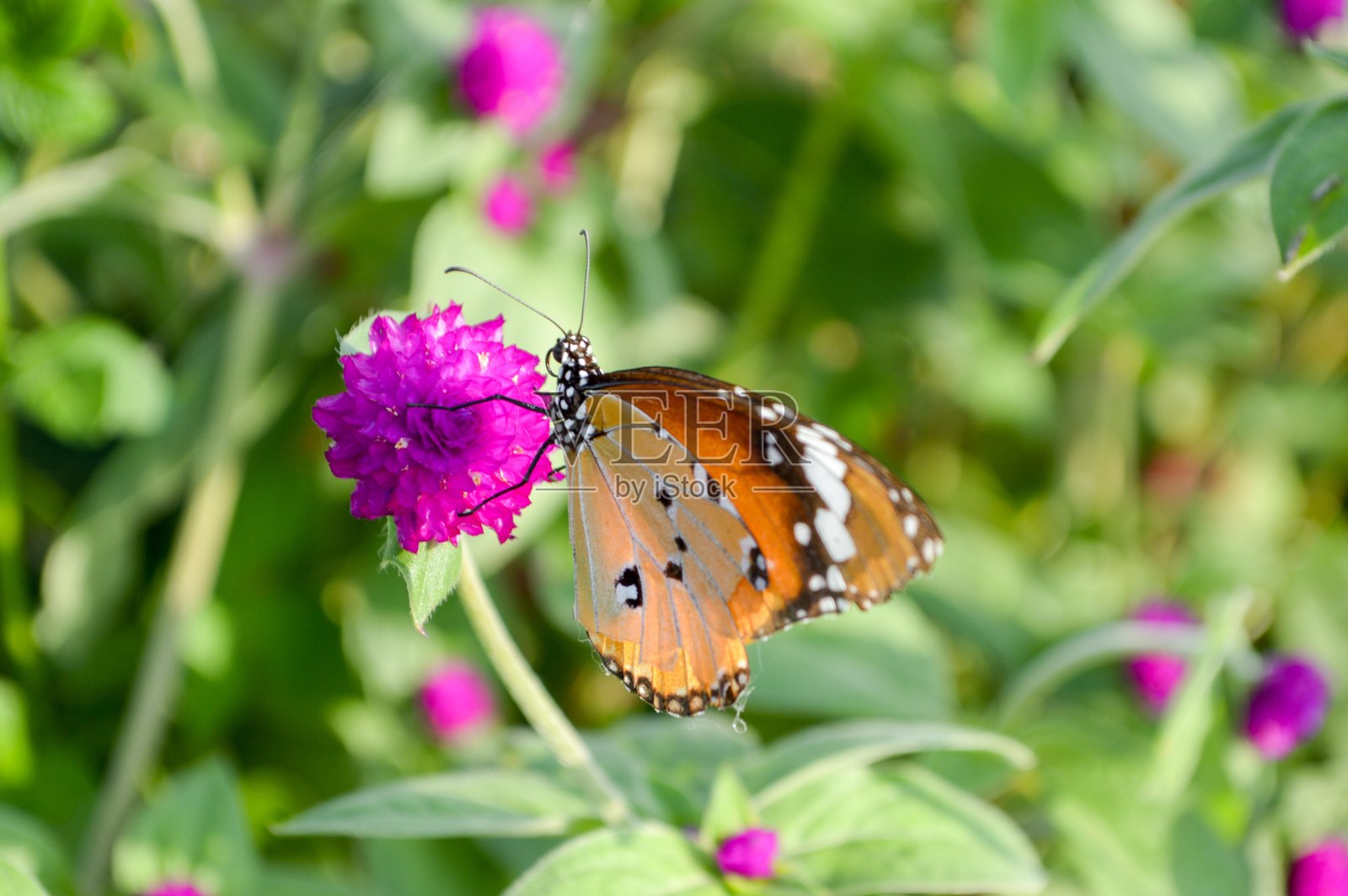 可爱的蝴蝶在美丽的花朵上照片摄影图片