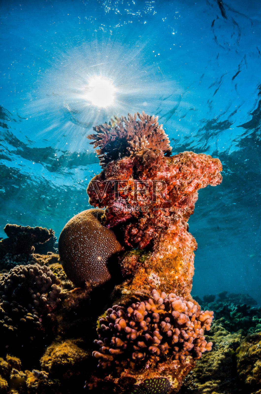 珊瑚礁风光，五彩缤纷的珊瑚在清澈湛蓝的海水中照片摄影图片