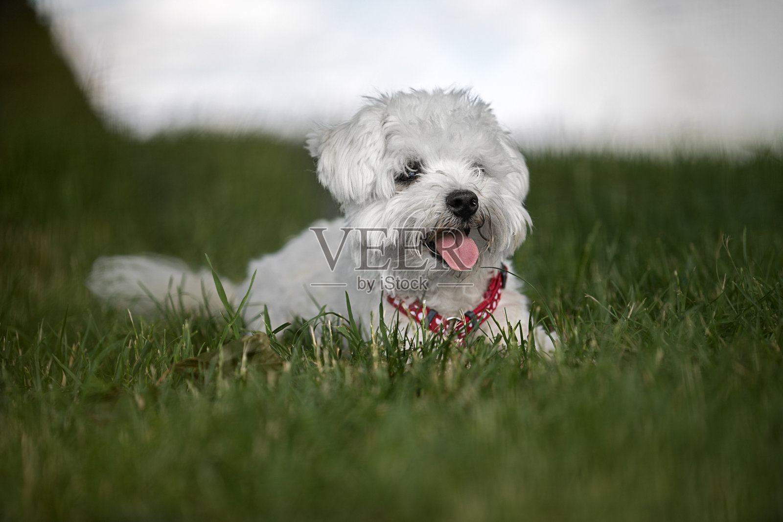 马耳他狗的肖像照片摄影图片