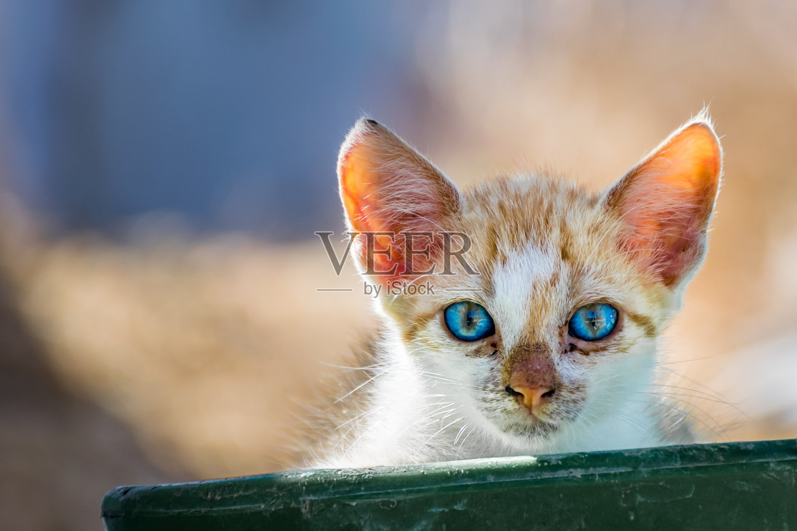 希腊卡尔帕索斯岛，一只有着不可思议的天蓝色眼睛的流浪猫正看着镜头照片摄影图片