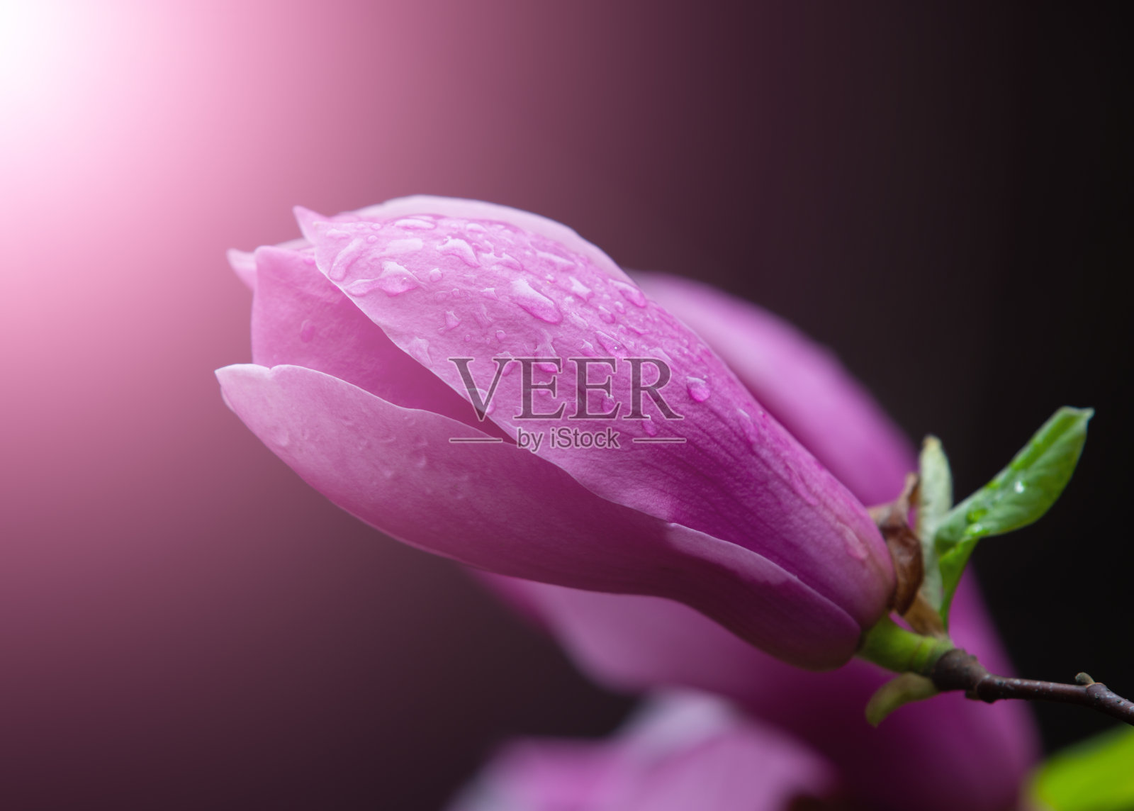 紫玉兰和花蕾在春天盛开照片摄影图片