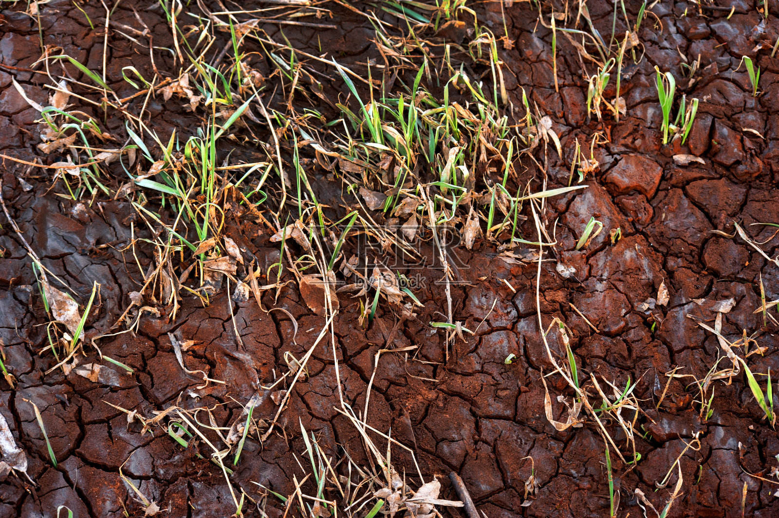 干裂的红土和植被，干旱的特写照片摄影图片