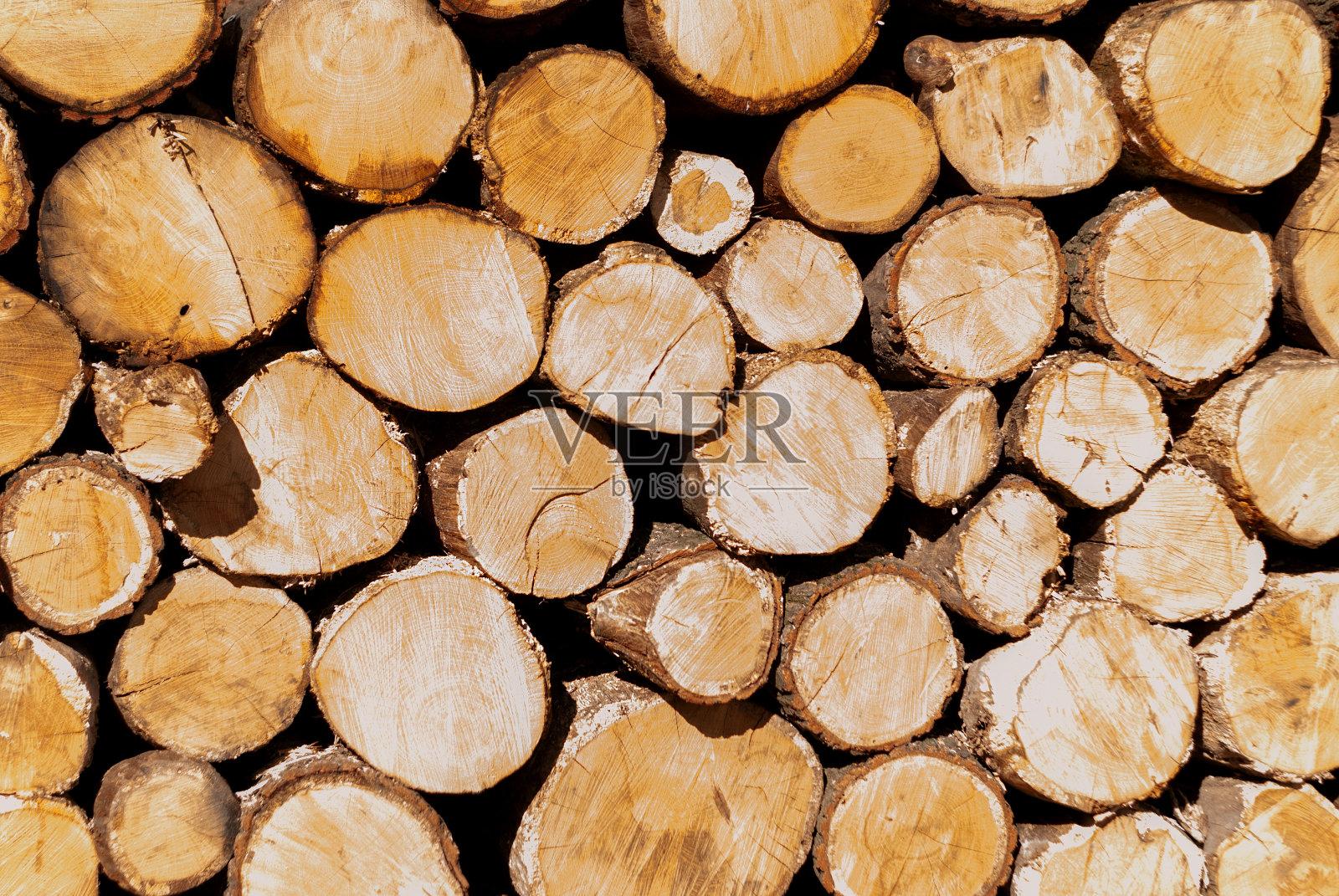 工业伐林:一堵锯过的树墙照片摄影图片