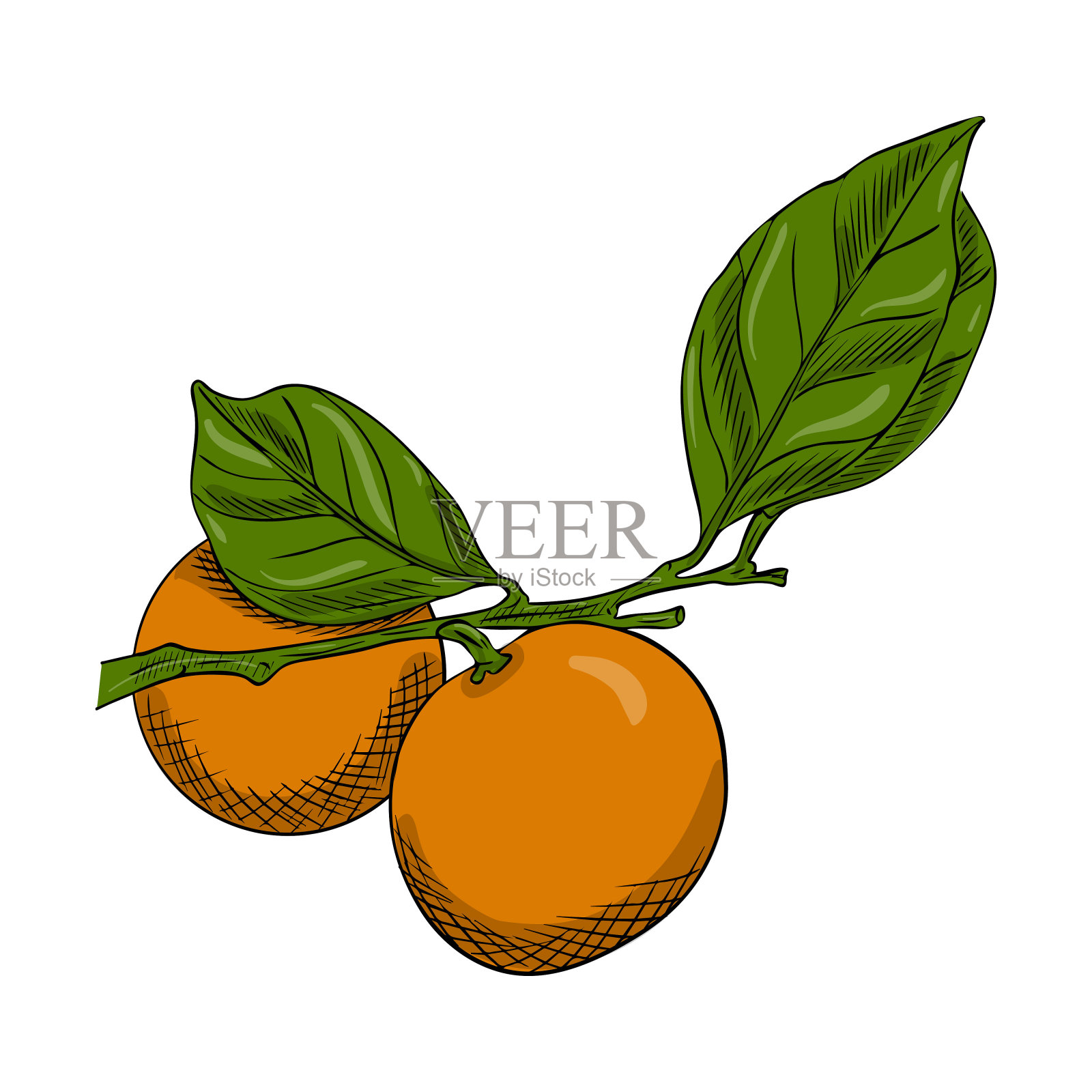 两个桔子在有叶子的树枝上。涂鸦风格。这幅柑橘素描是手绘的，孤立地放在白色的背景上。轮廓图与孵化和纹理。颜色矢量图插画图片素材