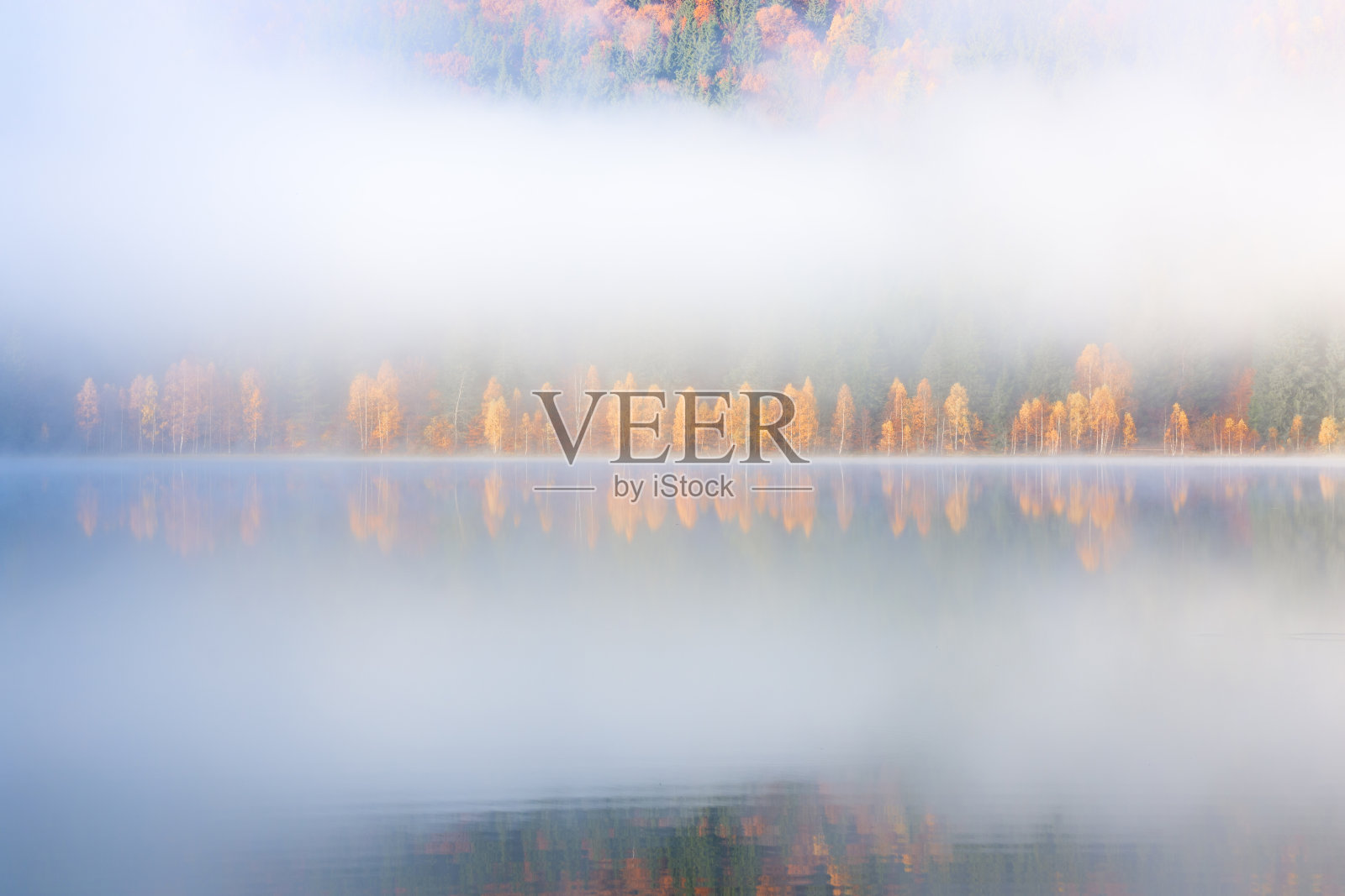 美丽的秋天景观与金色和铜色的树木在雾中照片摄影图片