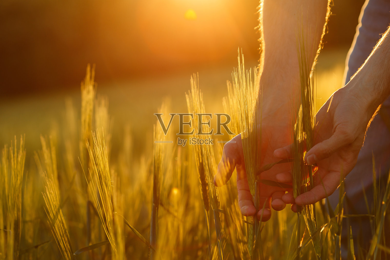 农民的手抚摸着夕阳下的小麦幼苗照片摄影图片