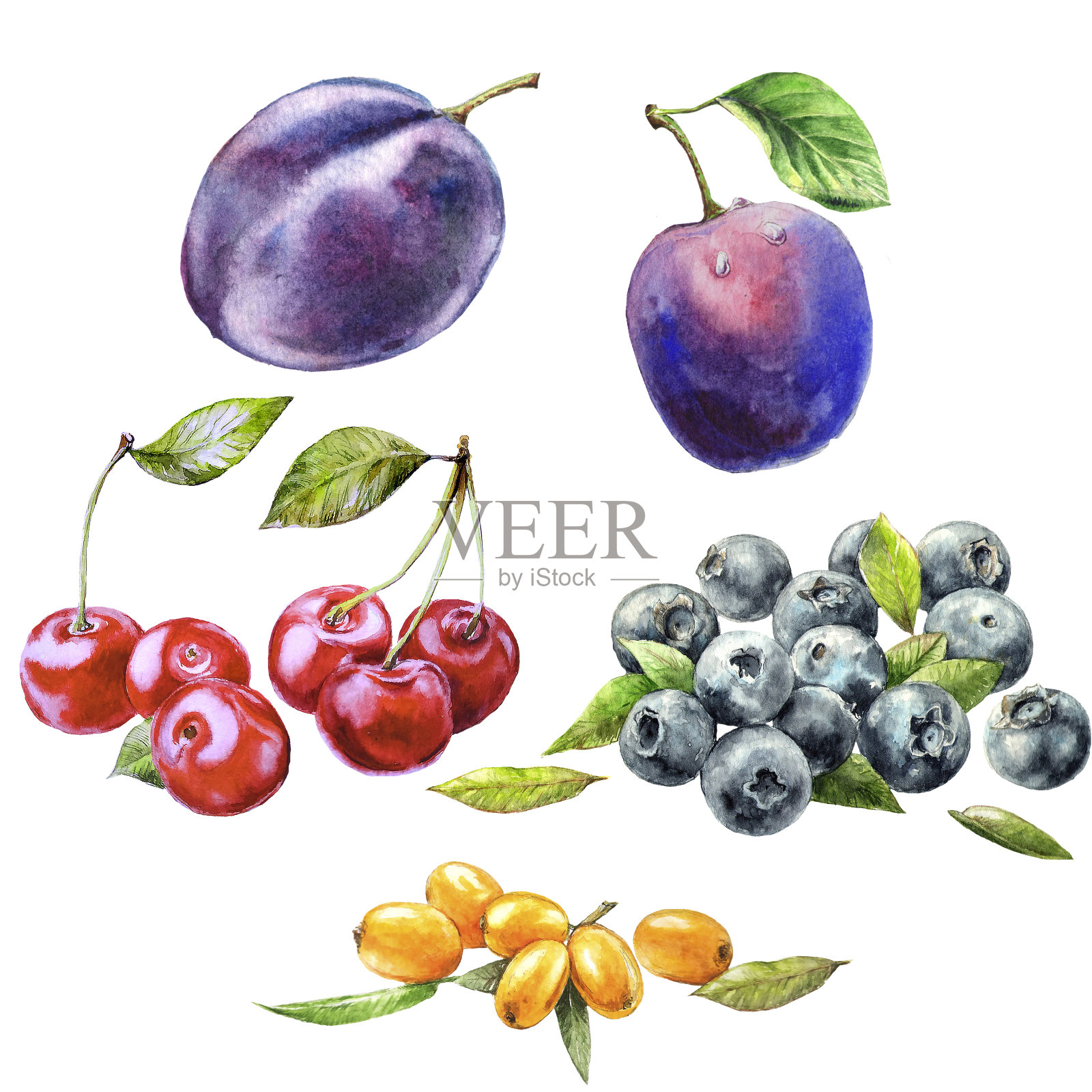 手绘水彩夏天孤立的水果和浆果。插画图片素材