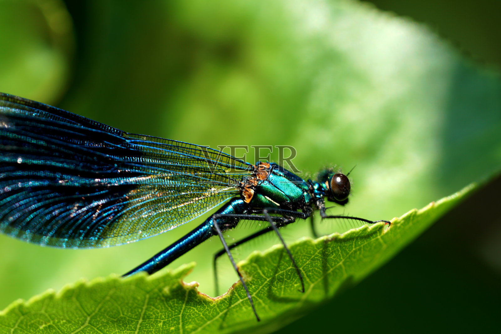 蓝色蜻蜓的特写照片摄影图片